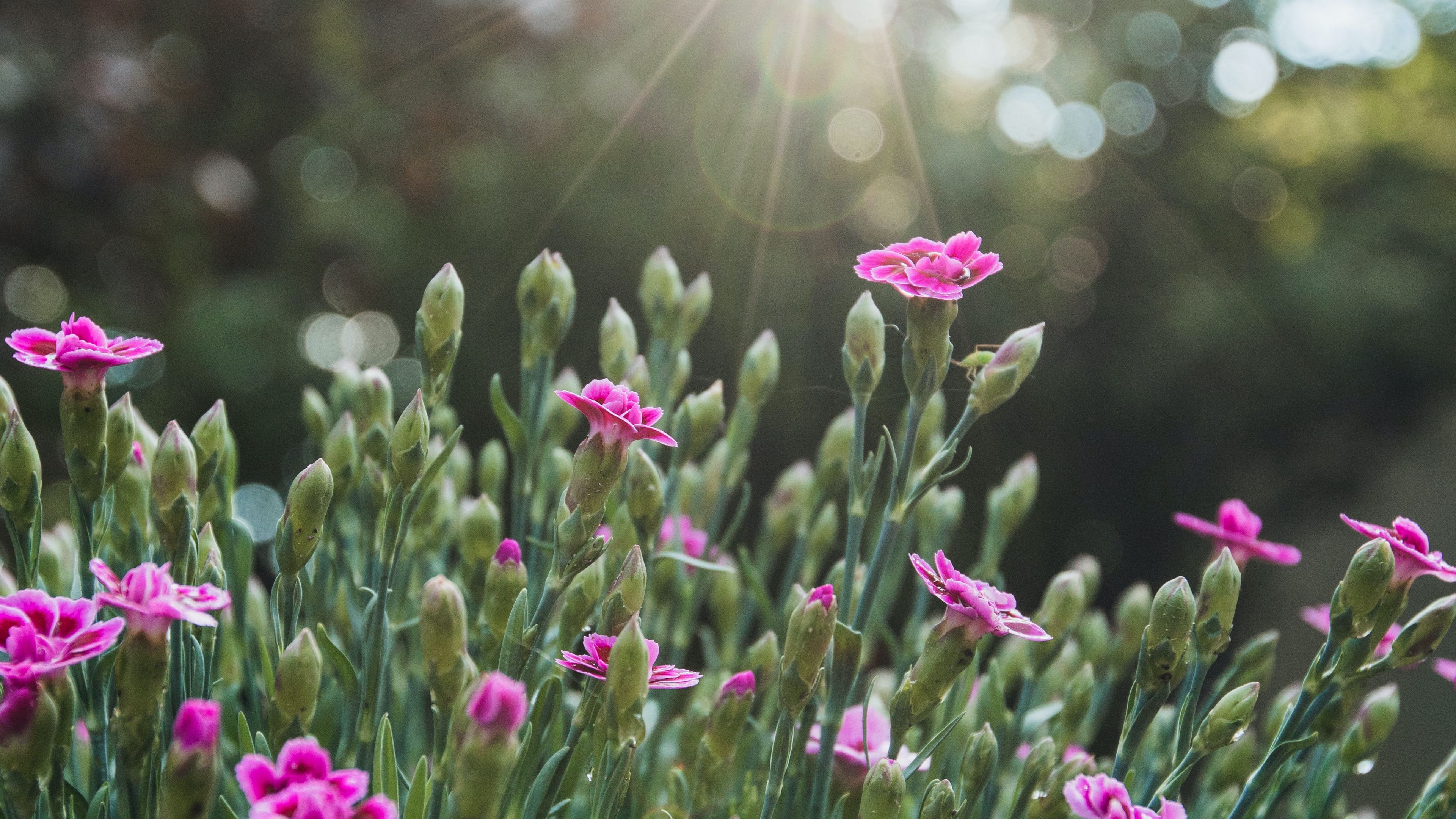 flowers, bloom, purple, rays, glare, 4k, HD Wallpaper