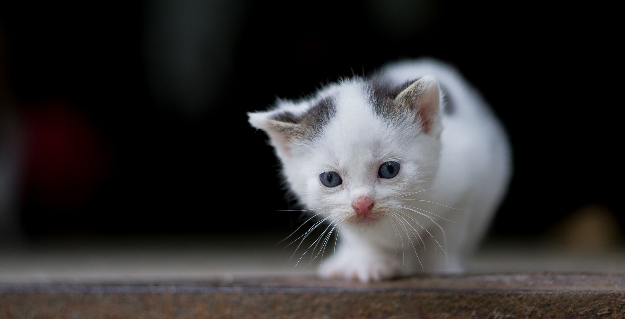 mammals, kittens, cats, animals, HD Wallpaper