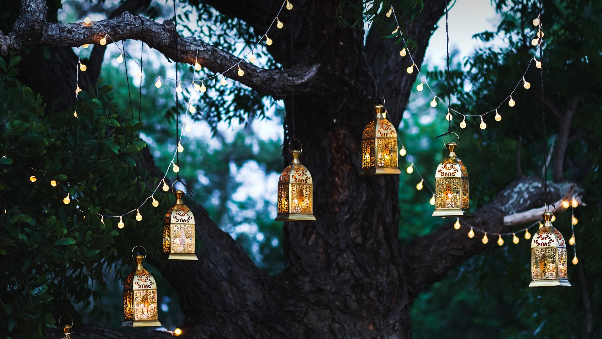 nature, bokeh, lights, leaves, trees, branch, Bali, Indonesia, HD Wallpaper