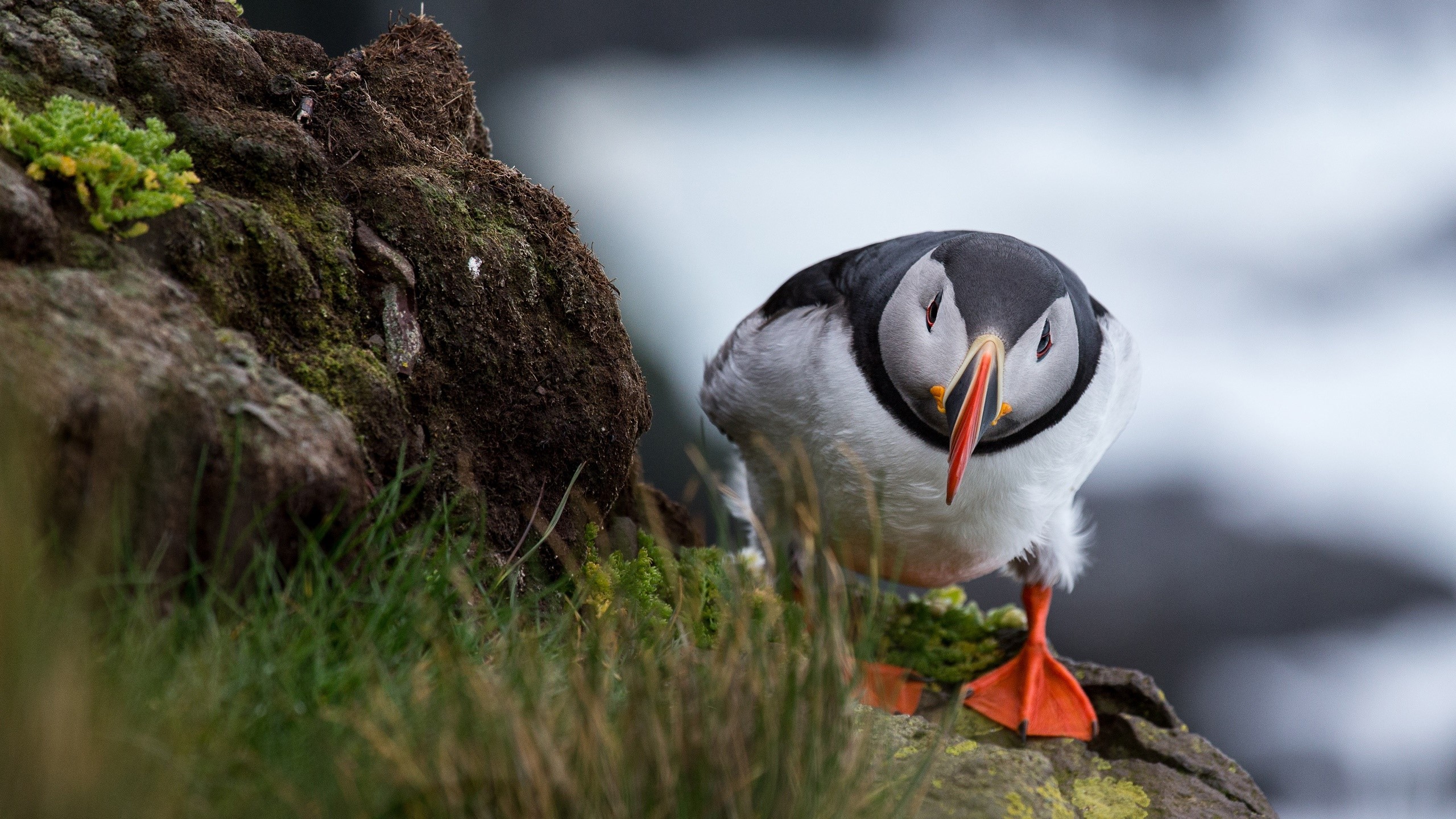 nature, animals, birds, frontal view, HD Wallpaper