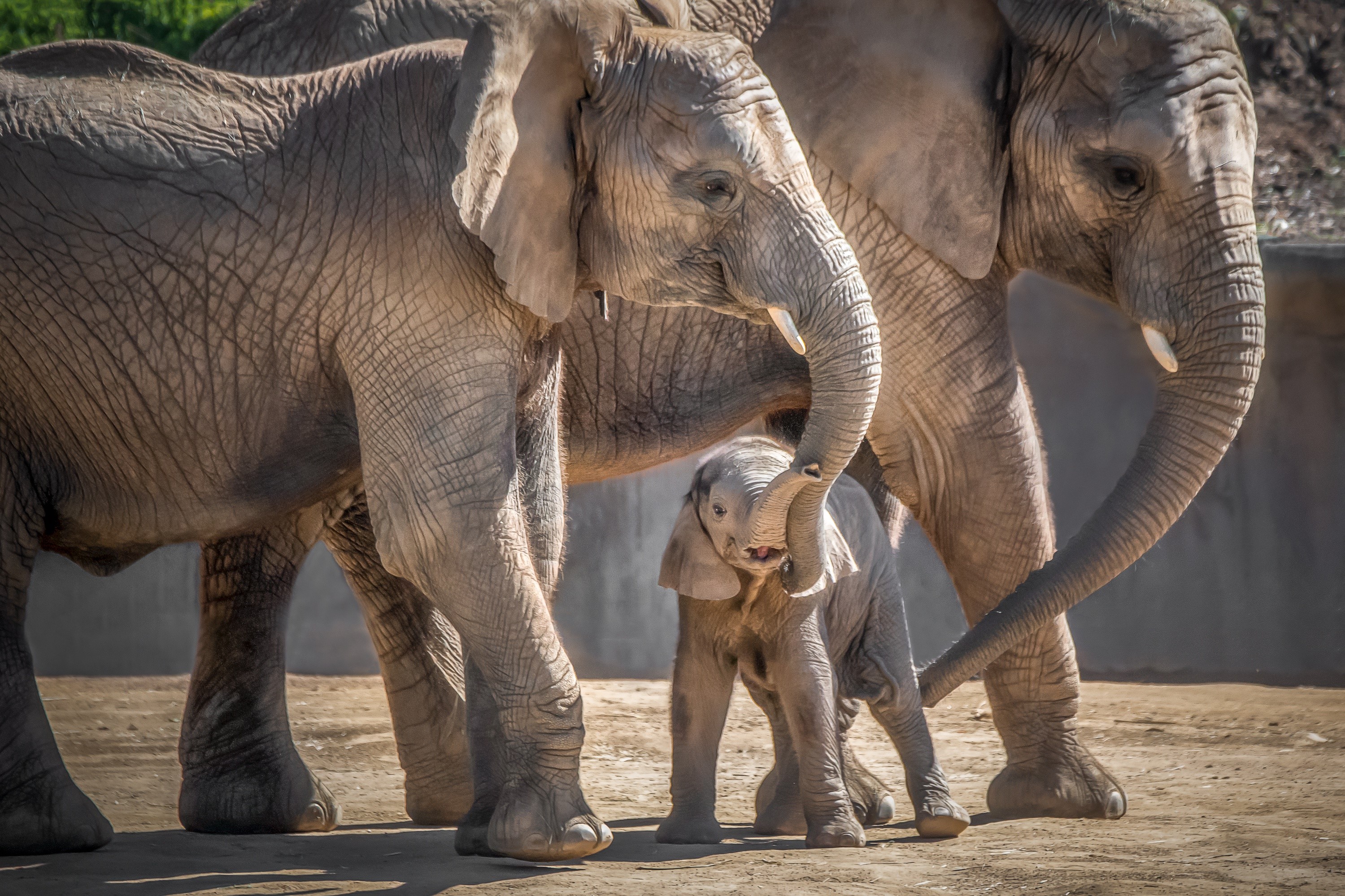 mammals, baby animals, elephant, animals, HD Wallpaper