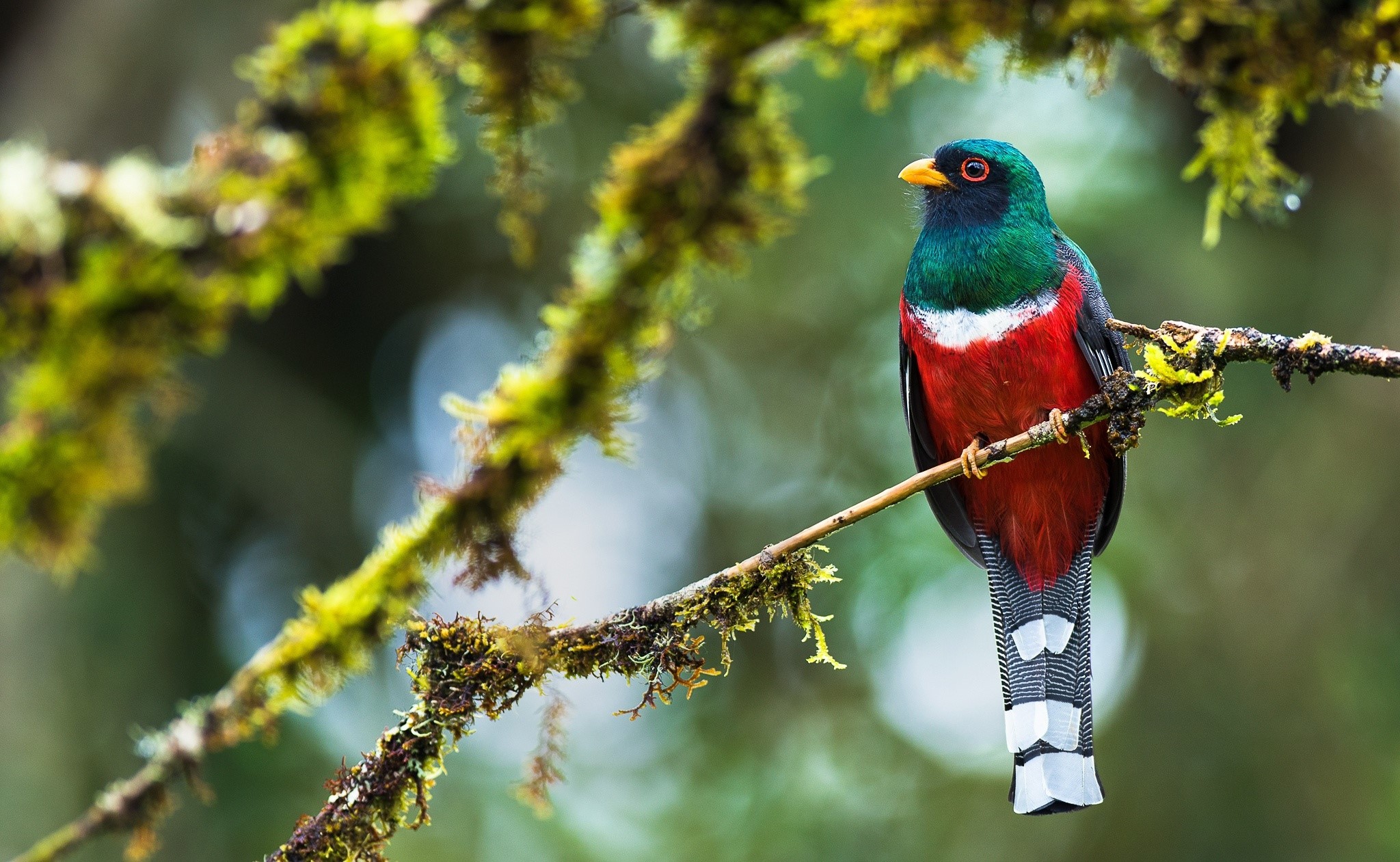 twigs, nature, animals, birds, HD Wallpaper