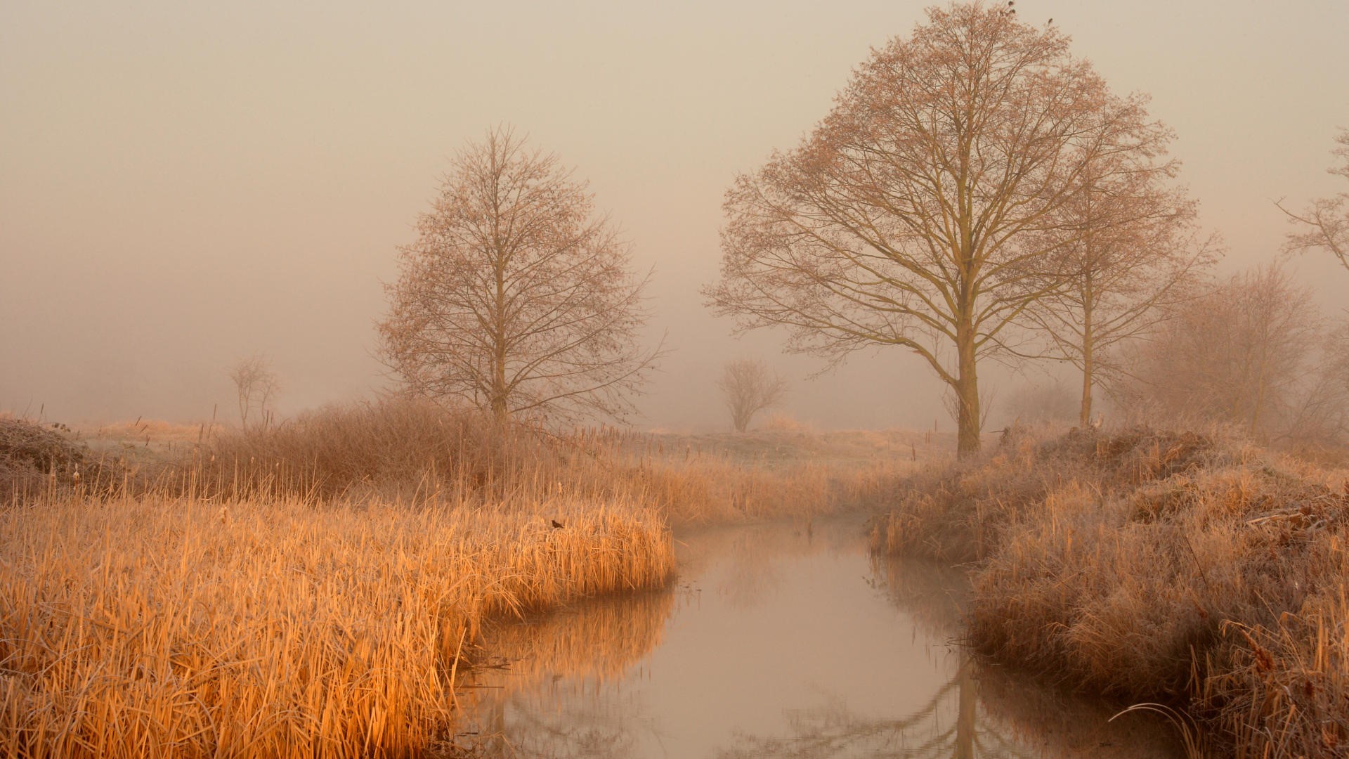 nature, landscape, trees, fall, hoarfrost, mist, river, grass, HD Wallpaper