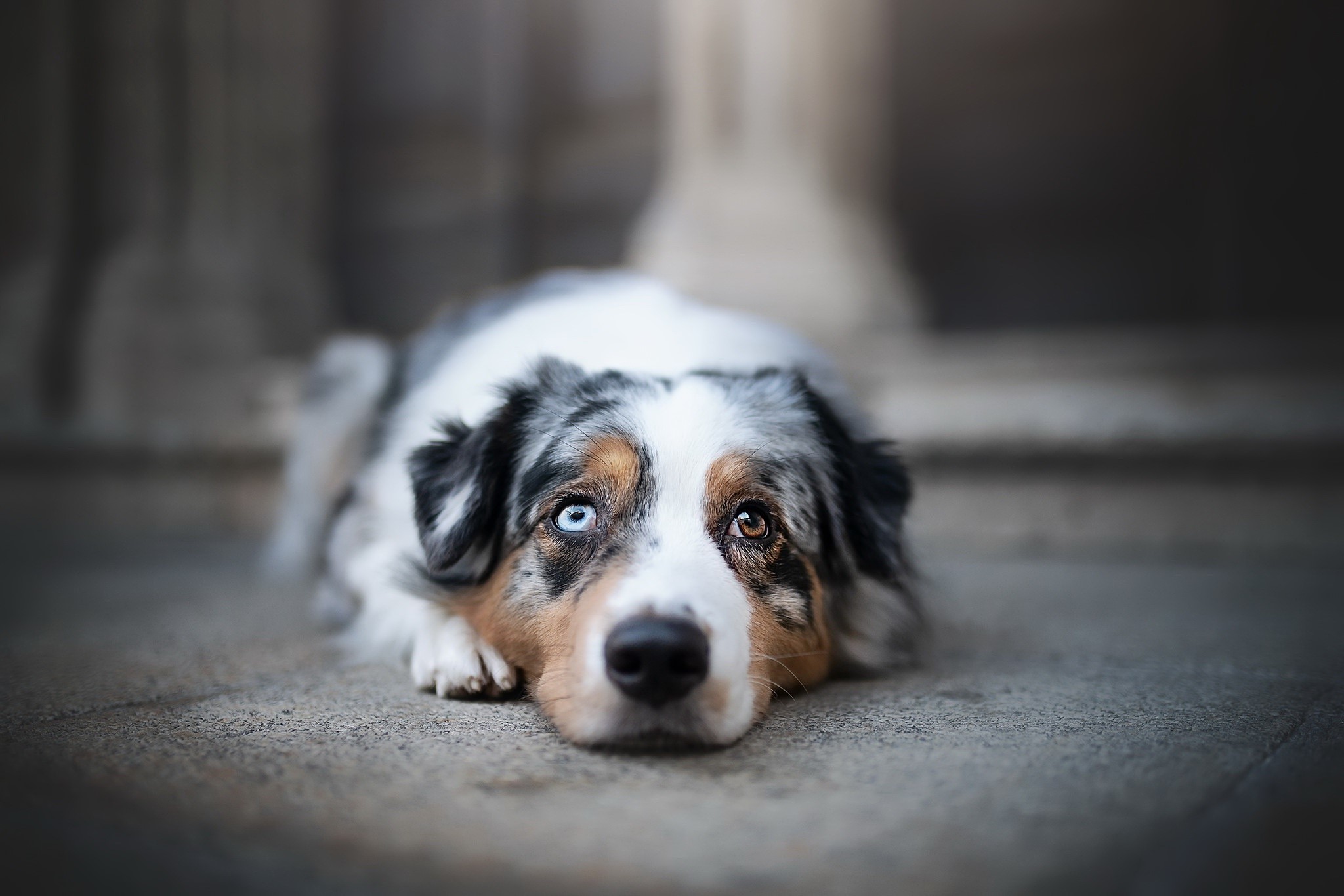 dog, animals, mammals, HD Wallpaper