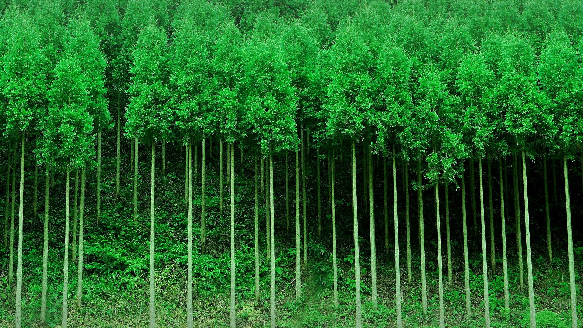 nature, landscape, trees, forest, plants, Monsoon, leaves, Japan, Kyoto, HD Wallpaper