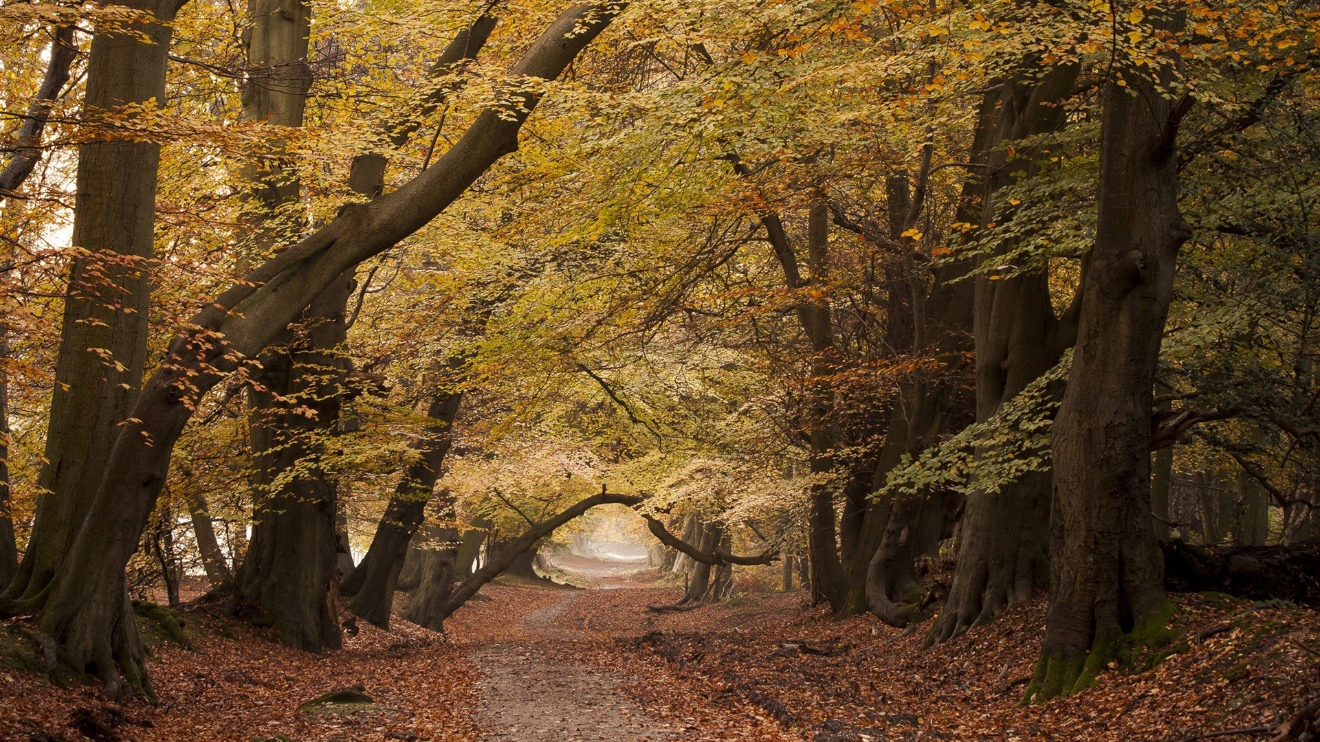 road, trees, fall, nature, landscape, leaves, HD Wallpaper