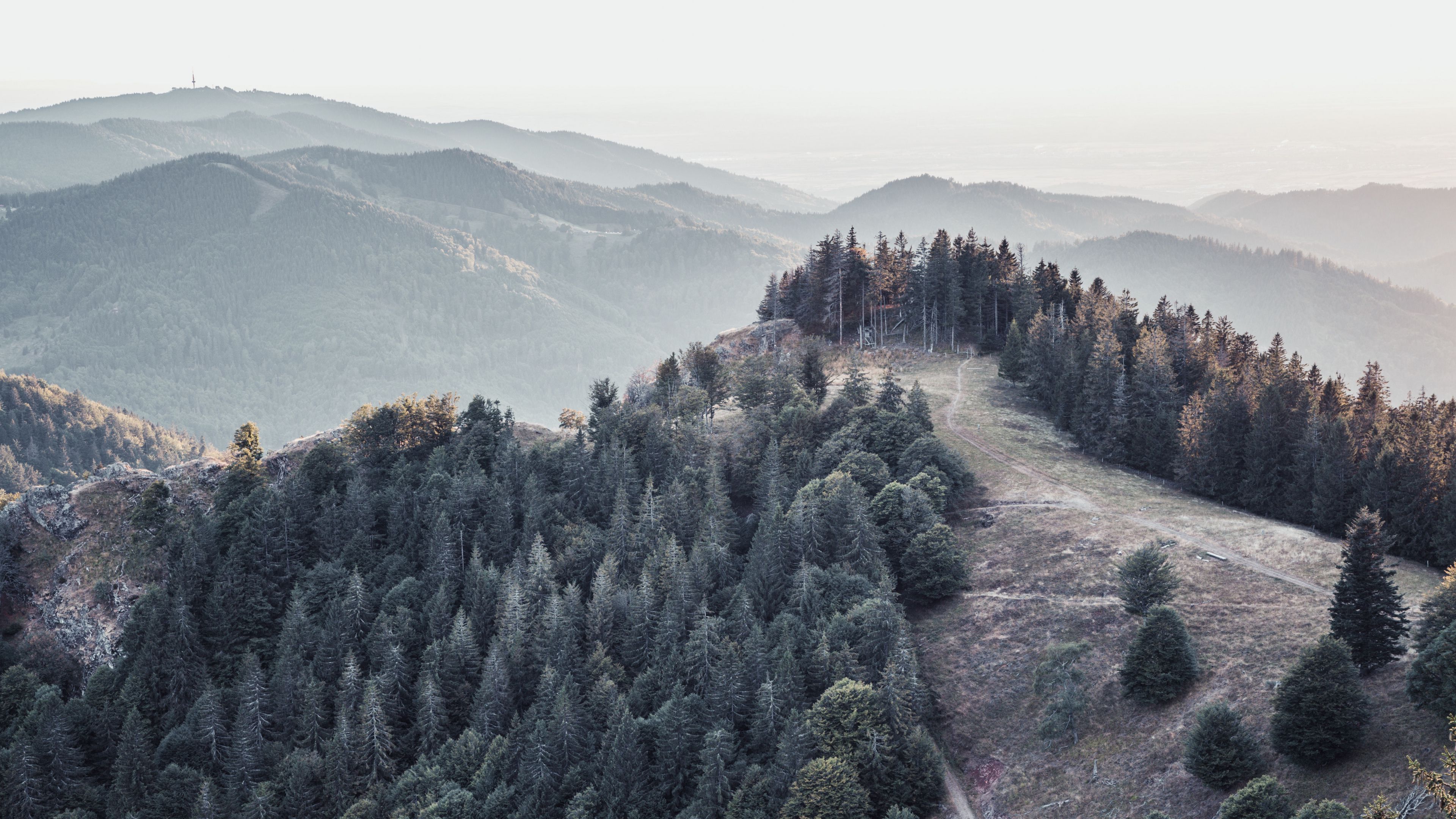forest, trees, mountains, fog, landscape, 4k, HD Wallpaper