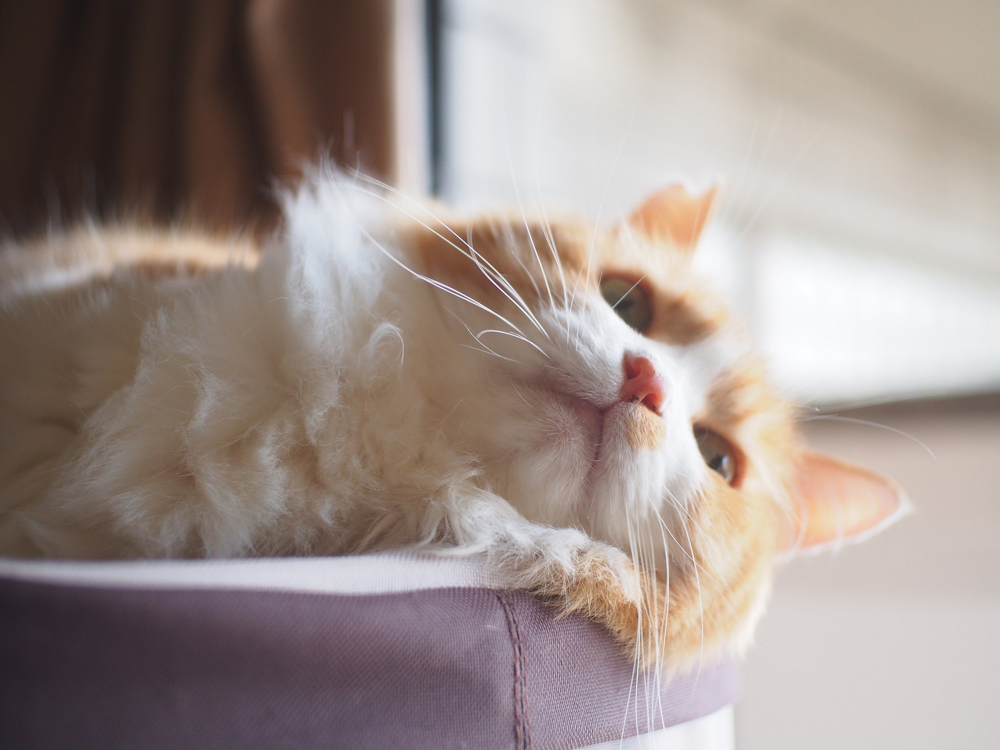 mammals, cats, animals, HD Wallpaper