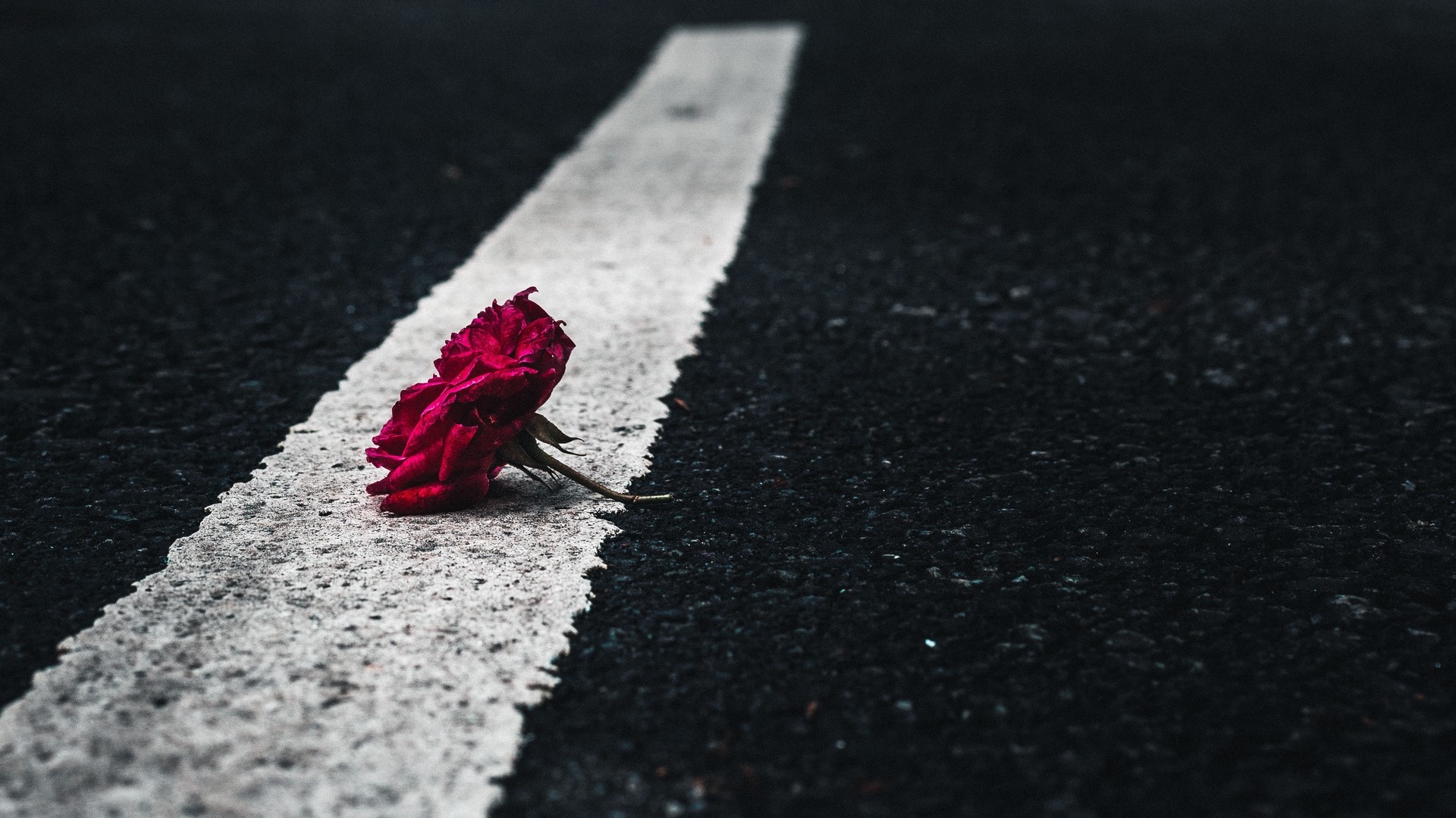 nature, road, rose, HD Wallpaper