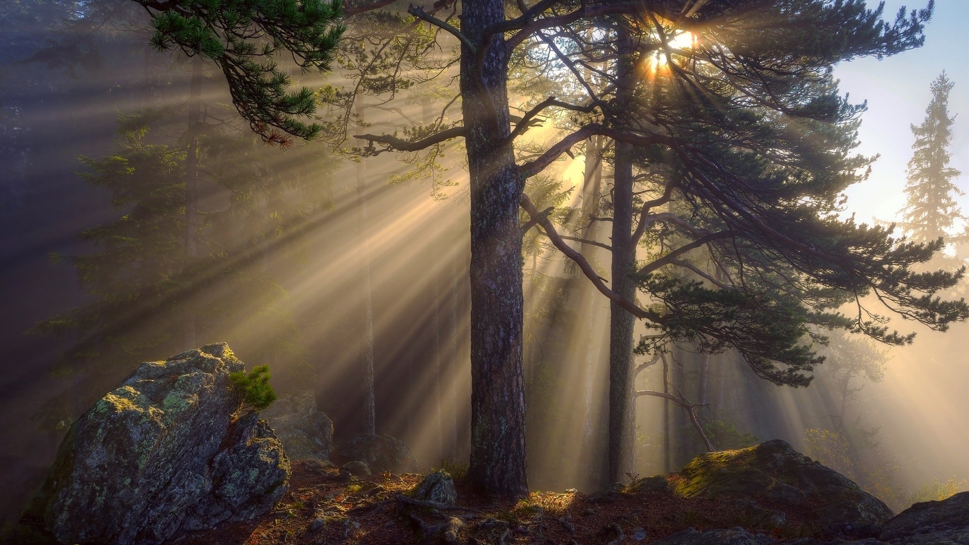 sunlight, trees, nature, stones, HD Wallpaper