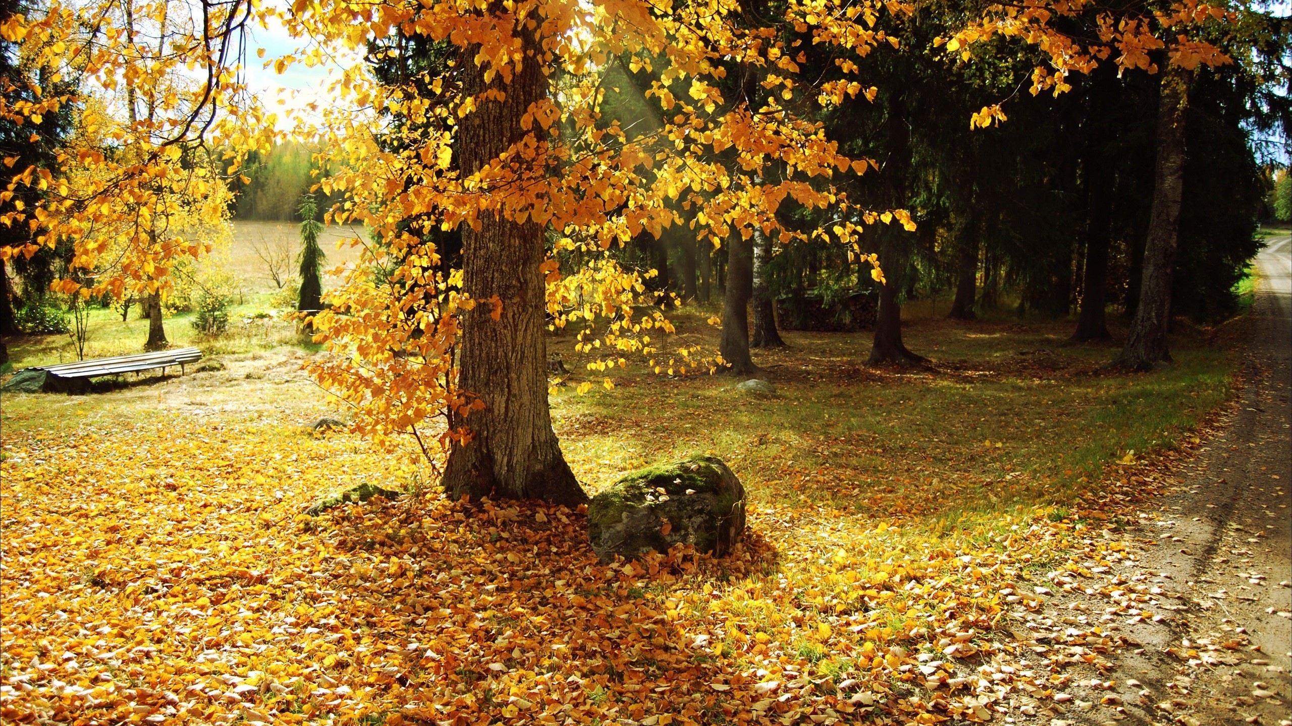 fall, daylight, leaves, trees, nature, HD Wallpaper