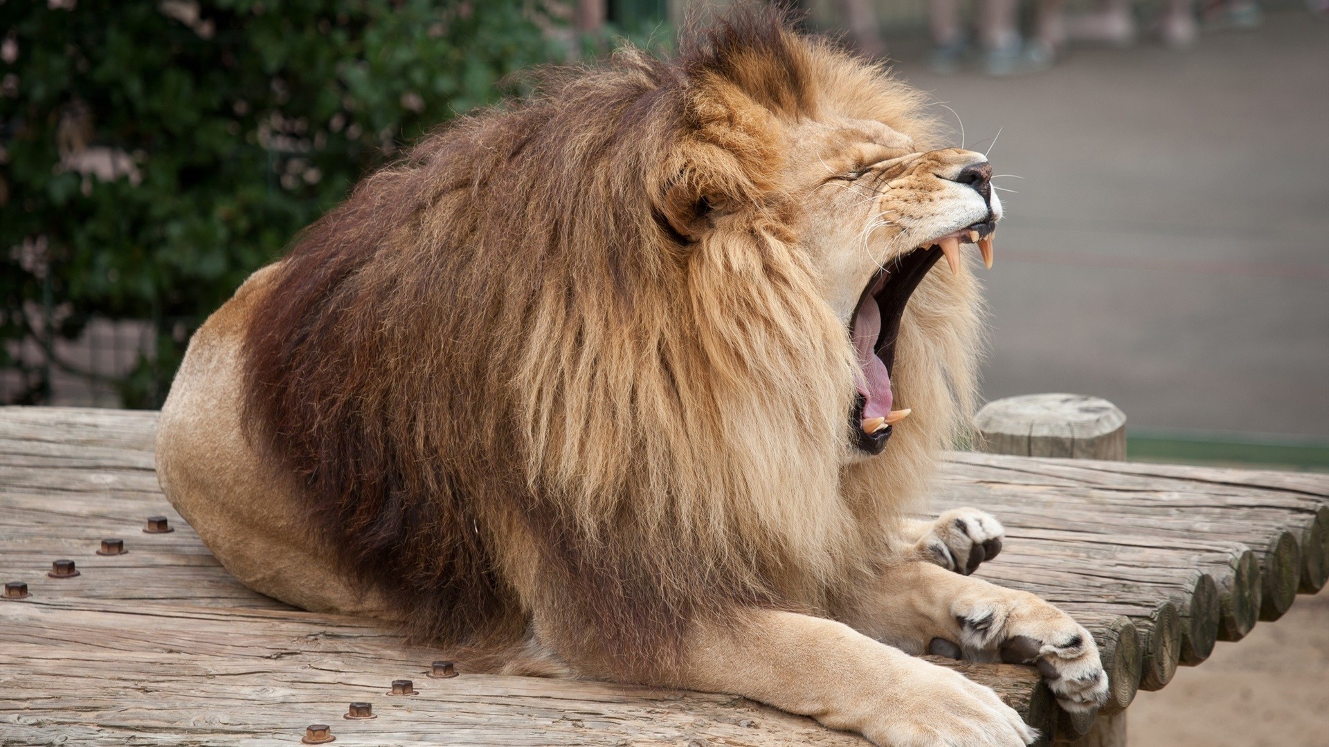 lion, big cats, nature, roar, HD Wallpaper