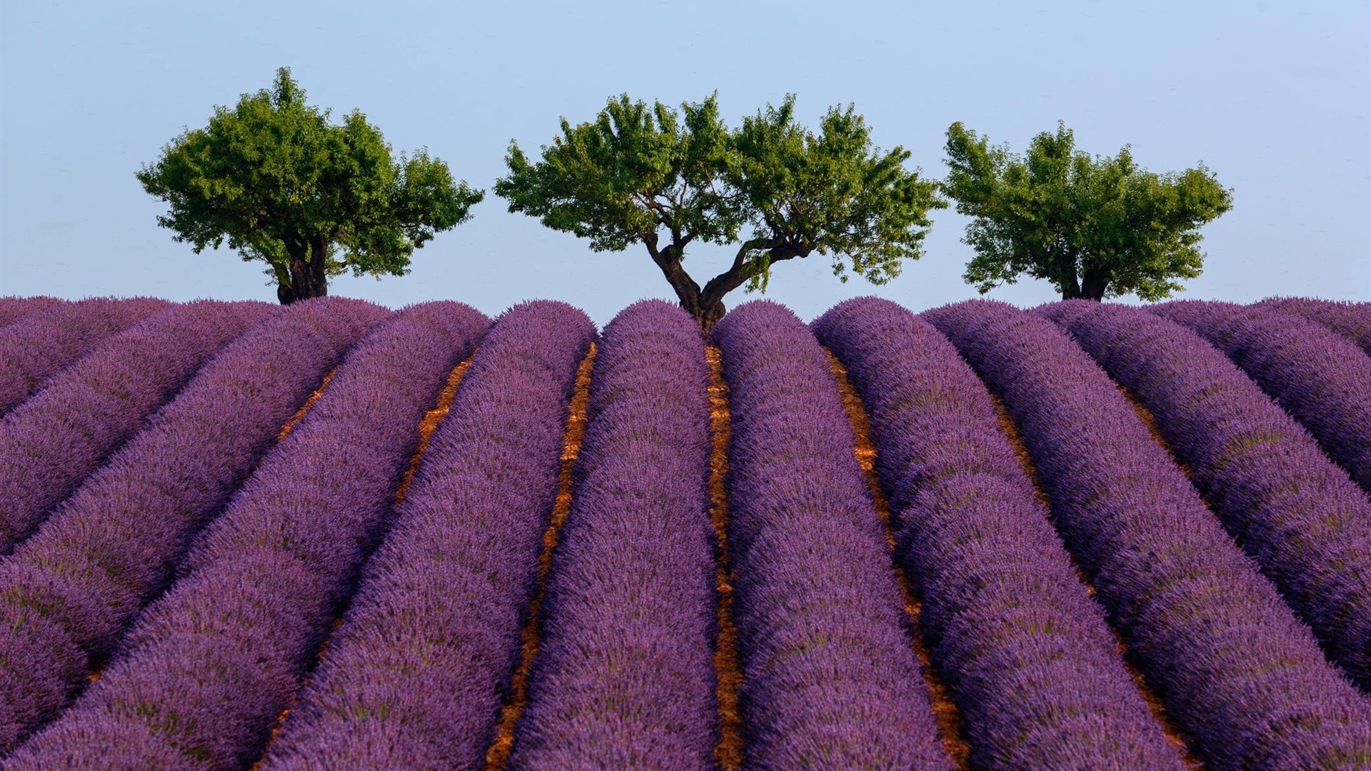 France, lavender, trees, clear sky, Providence, plants, HD Wallpaper