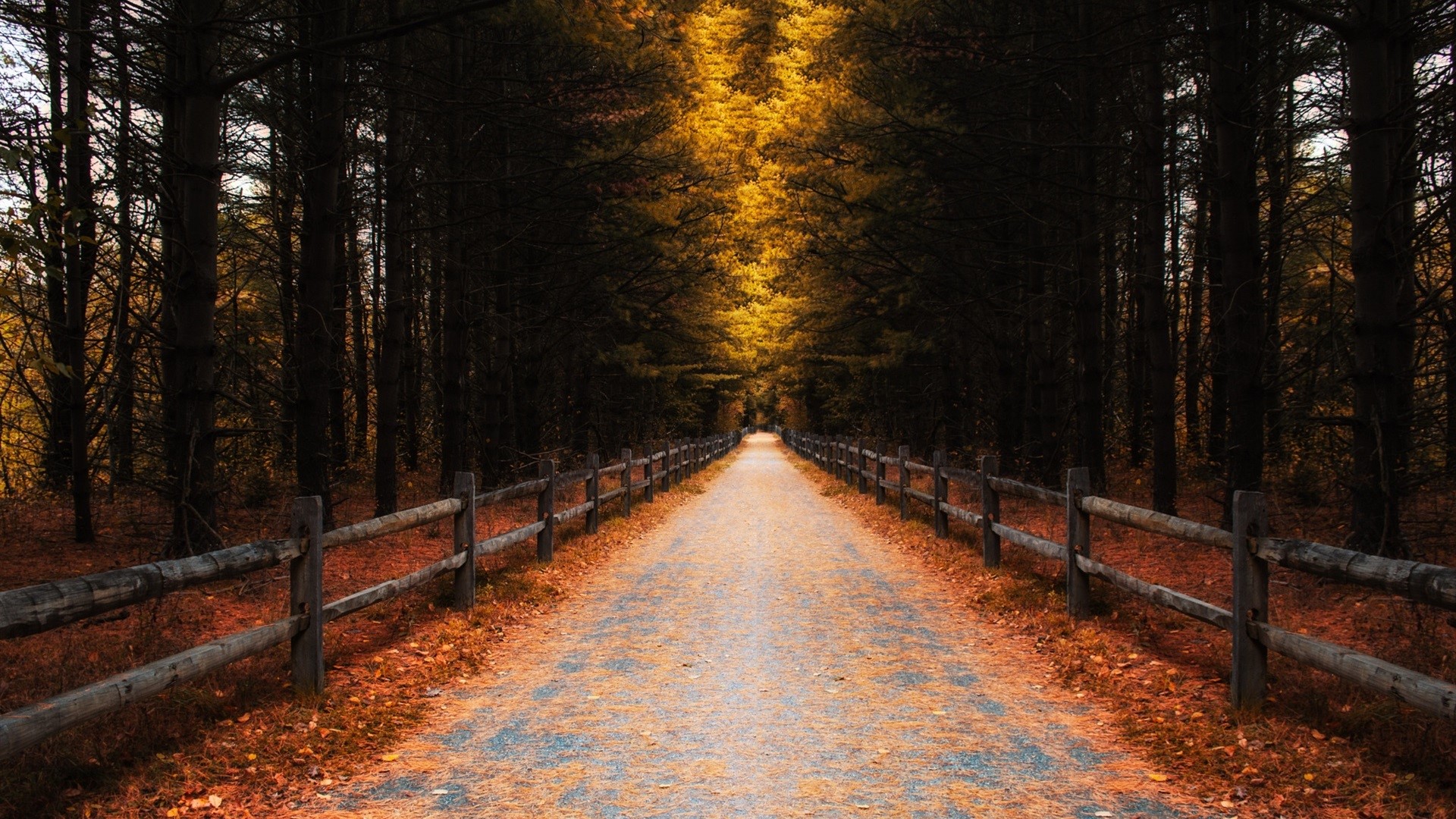 fence, trees, road, nature, fall, HD Wallpaper