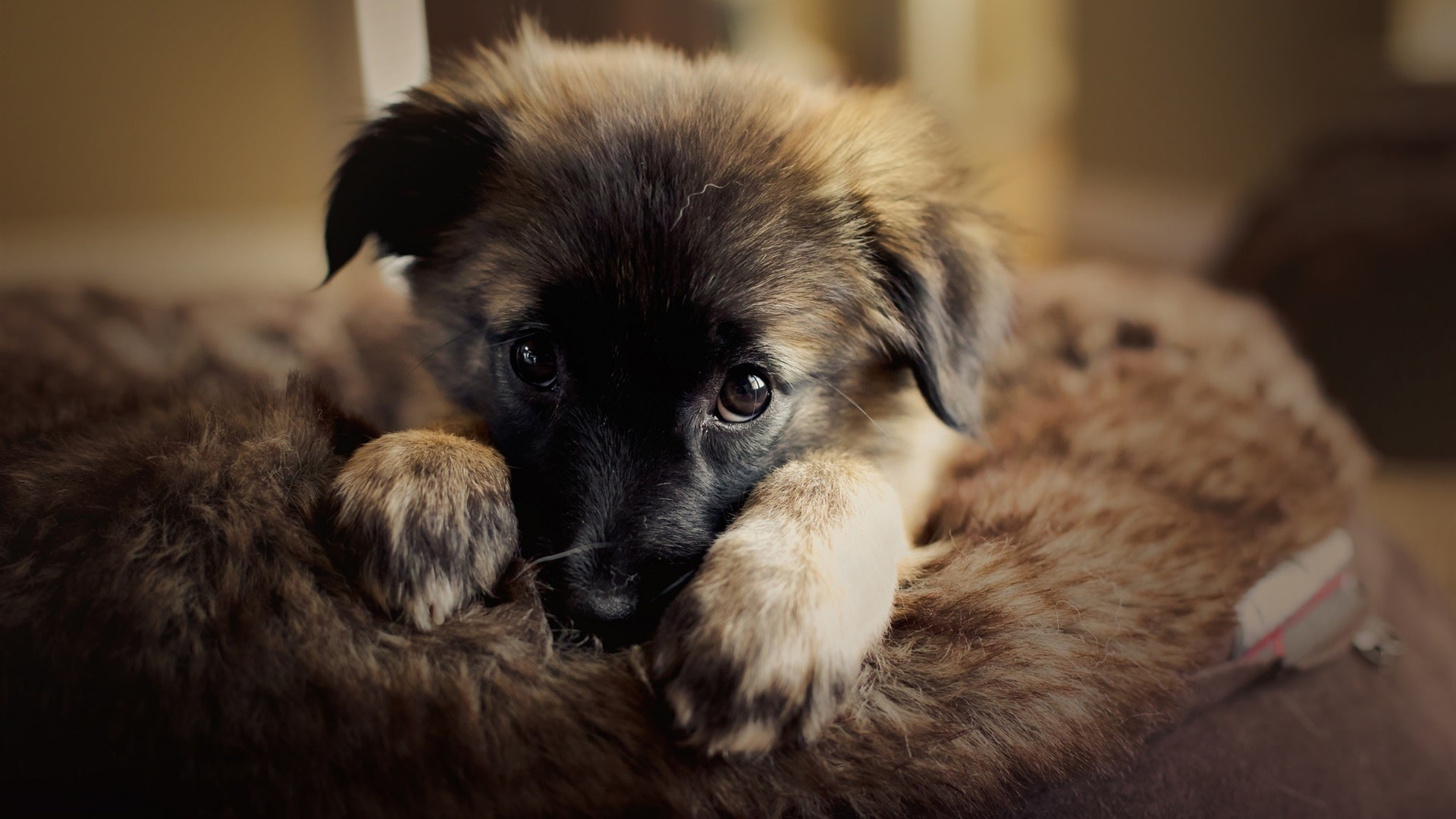 dog, animals, mammals, indoors, HD Wallpaper