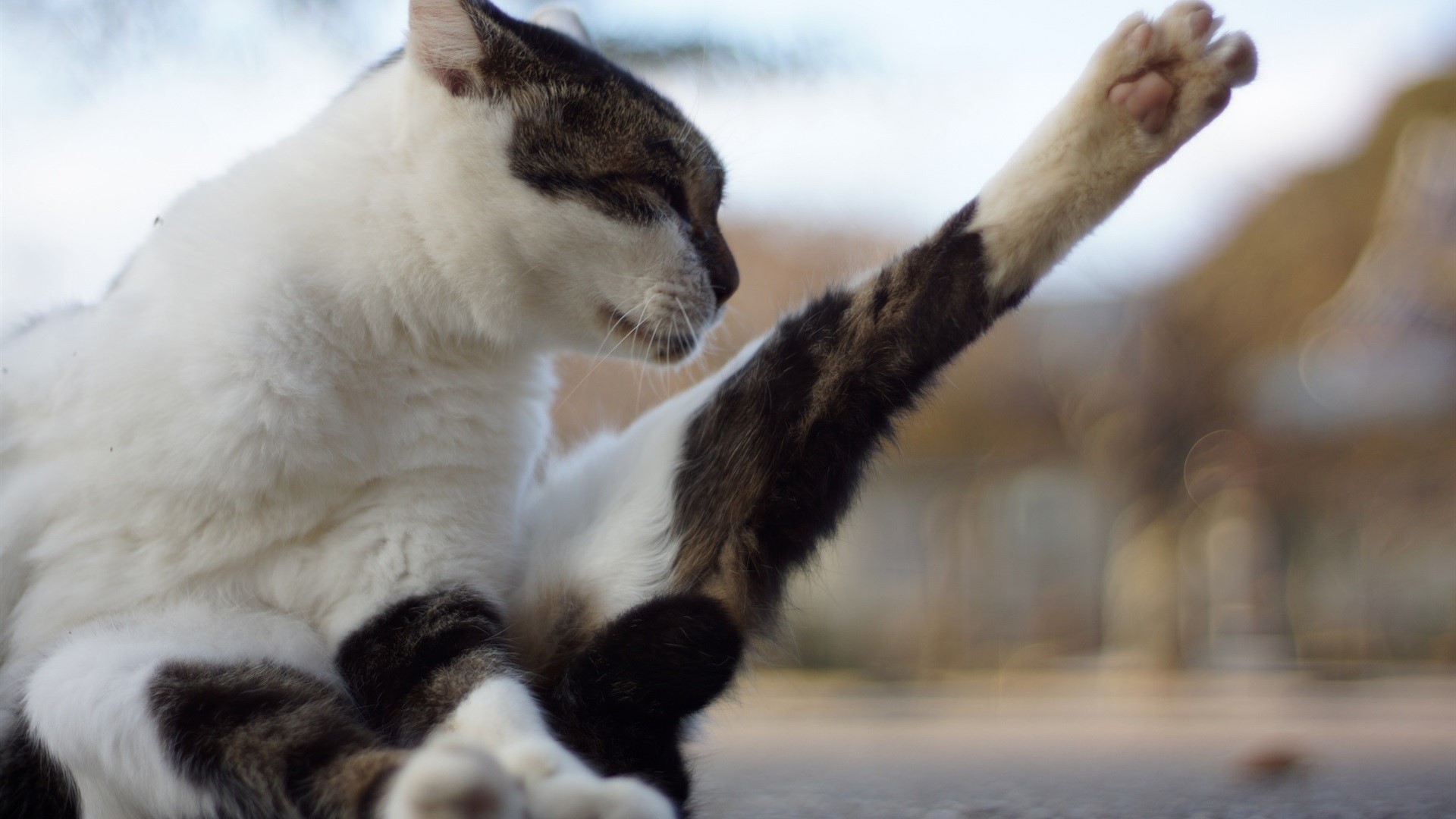 cats, animals, blurred, HD Wallpaper