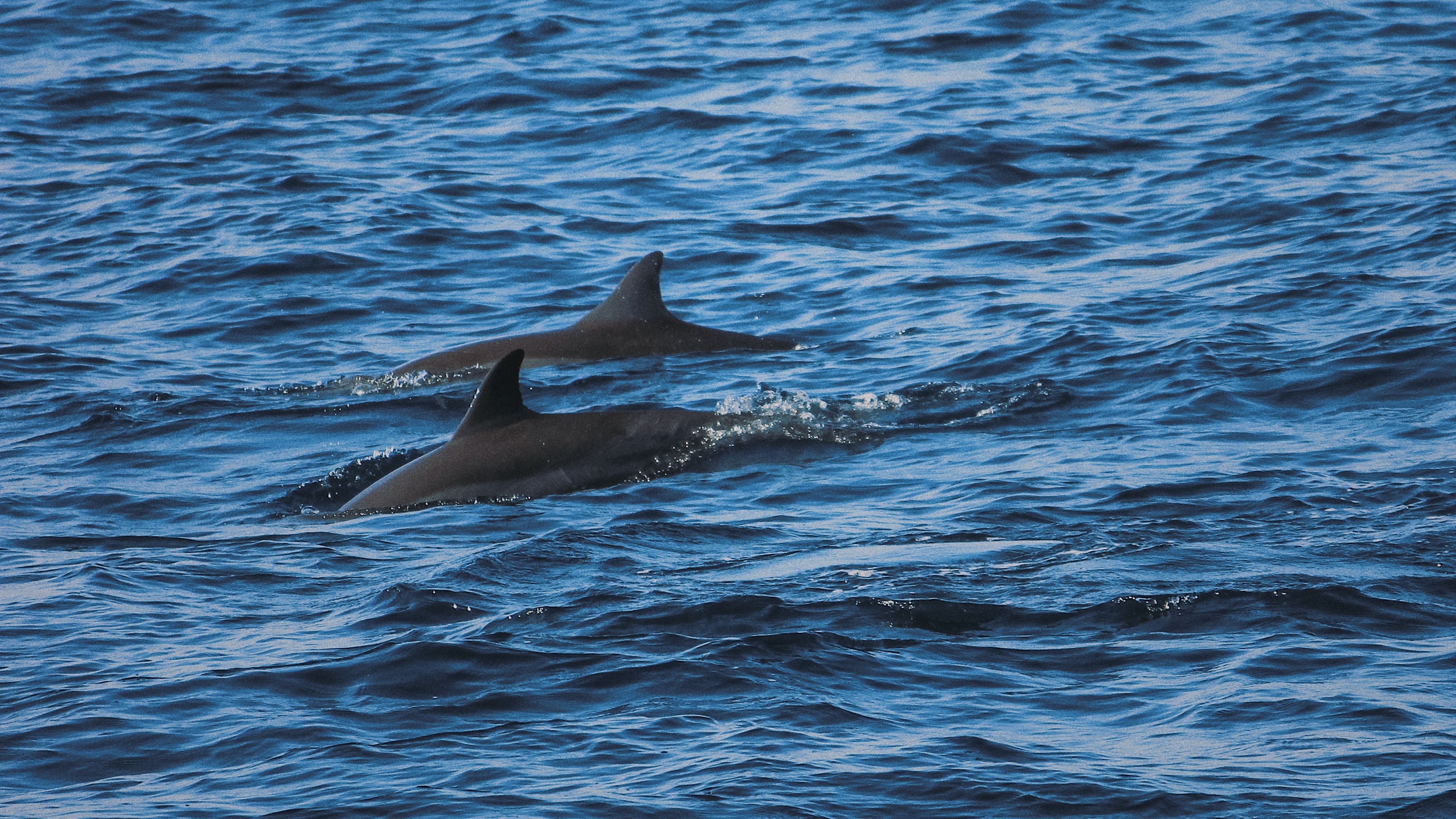 dolphins, sea, waves, ripples, 4k, HD Wallpaper