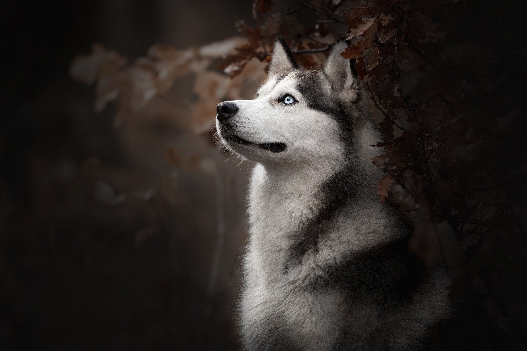 dog, animals, mammals, HD Wallpaper