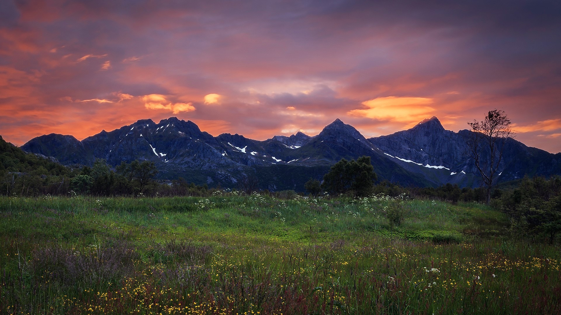 nature, landscape, clouds, plants, snow, trees, sky, mountains, sunset, yellow flowers, flowers, Lofoten Islands, Norway, HD Wallpaper