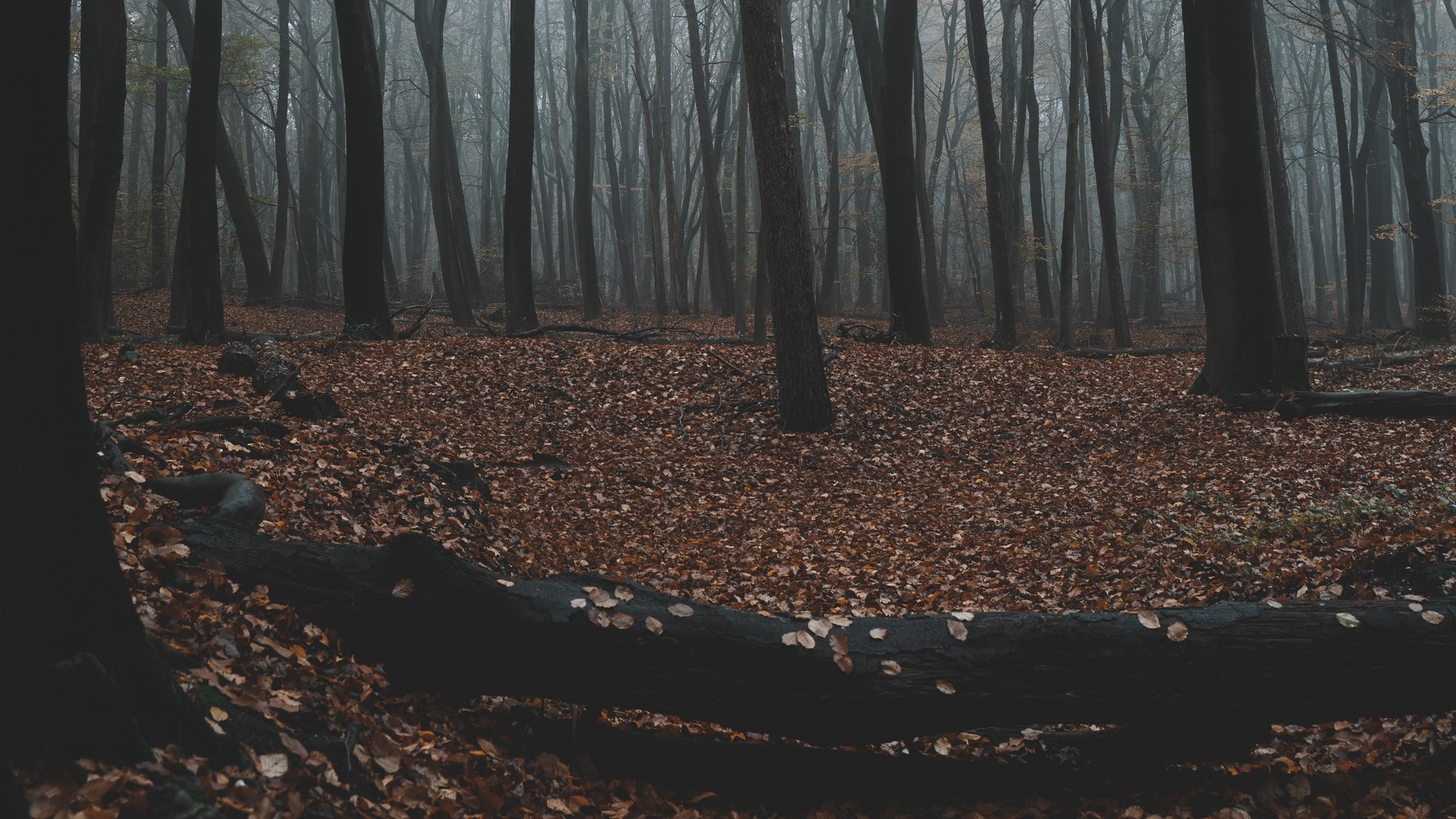 landscape, forest, nature, trees, fall, mist, gloomy, HD Wallpaper