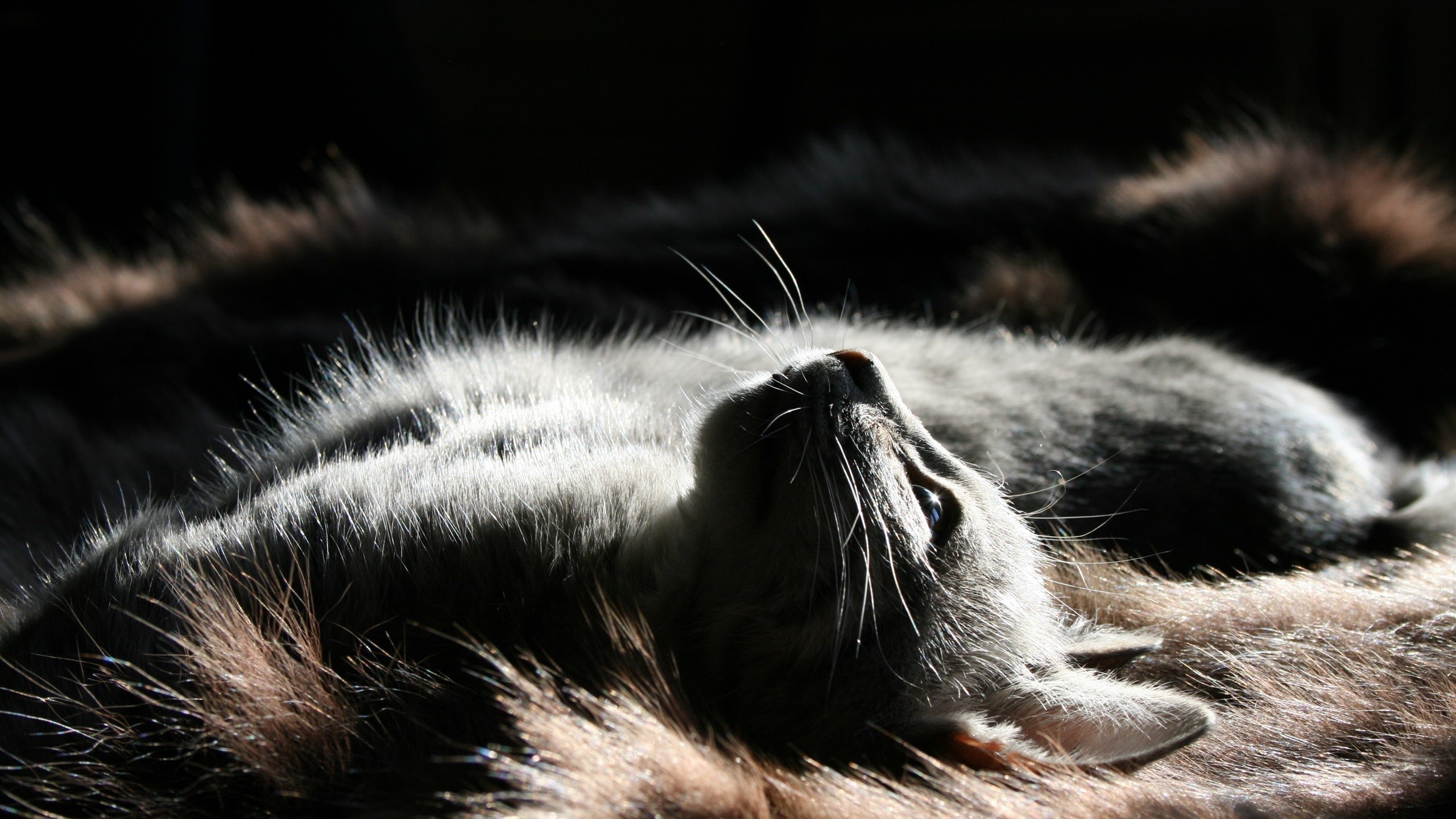 cats, animals, lights, mammals, dark, HD Wallpaper