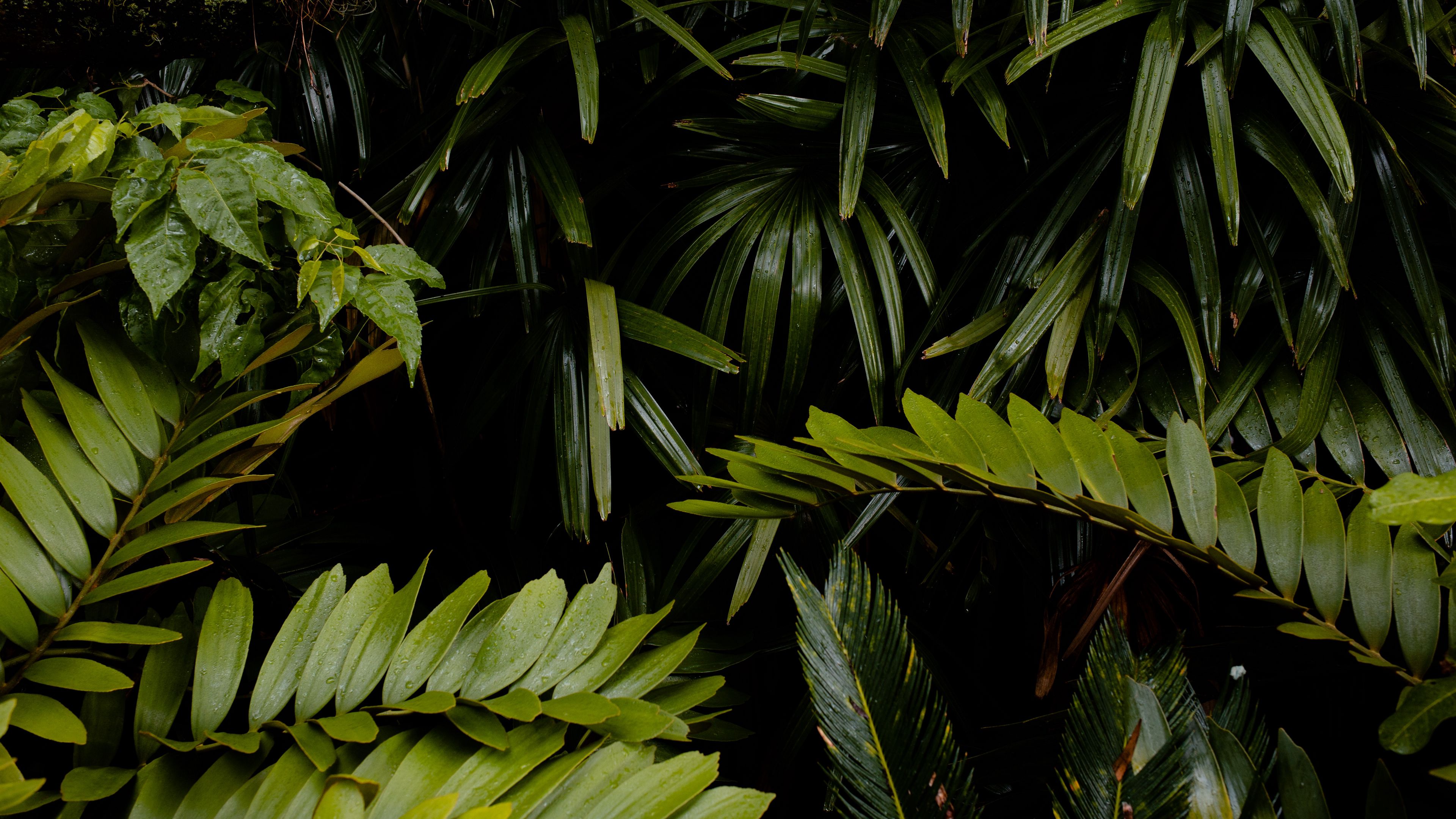leaves, wet, drops, green, vegetation, 4k, HD Wallpaper