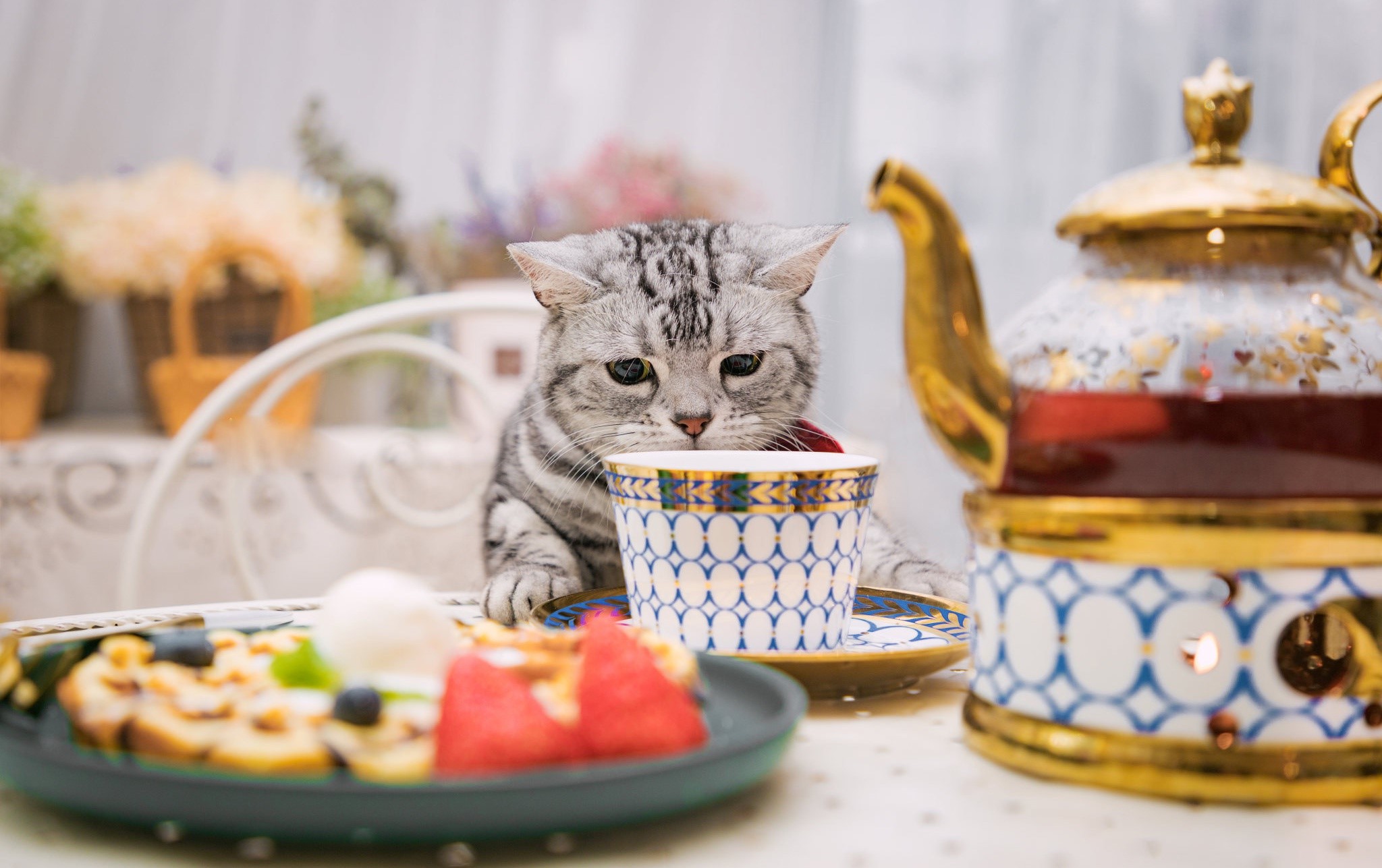 food, cup, animals, indoors, cats, mammals, HD Wallpaper
