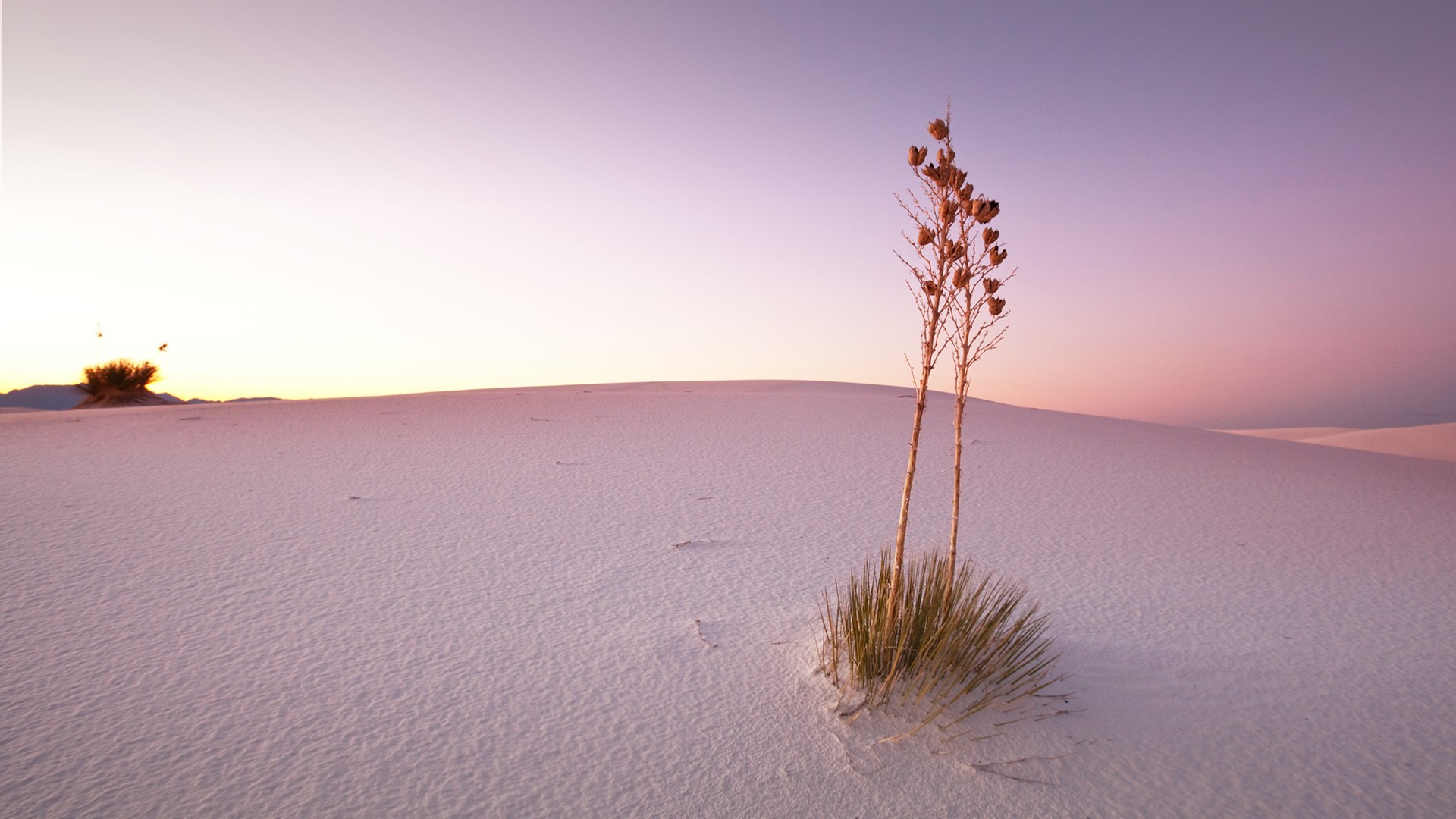 sand, plants, clear sky, sky, mountains, nature, landscape, New Mexico, USA, HD Wallpaper