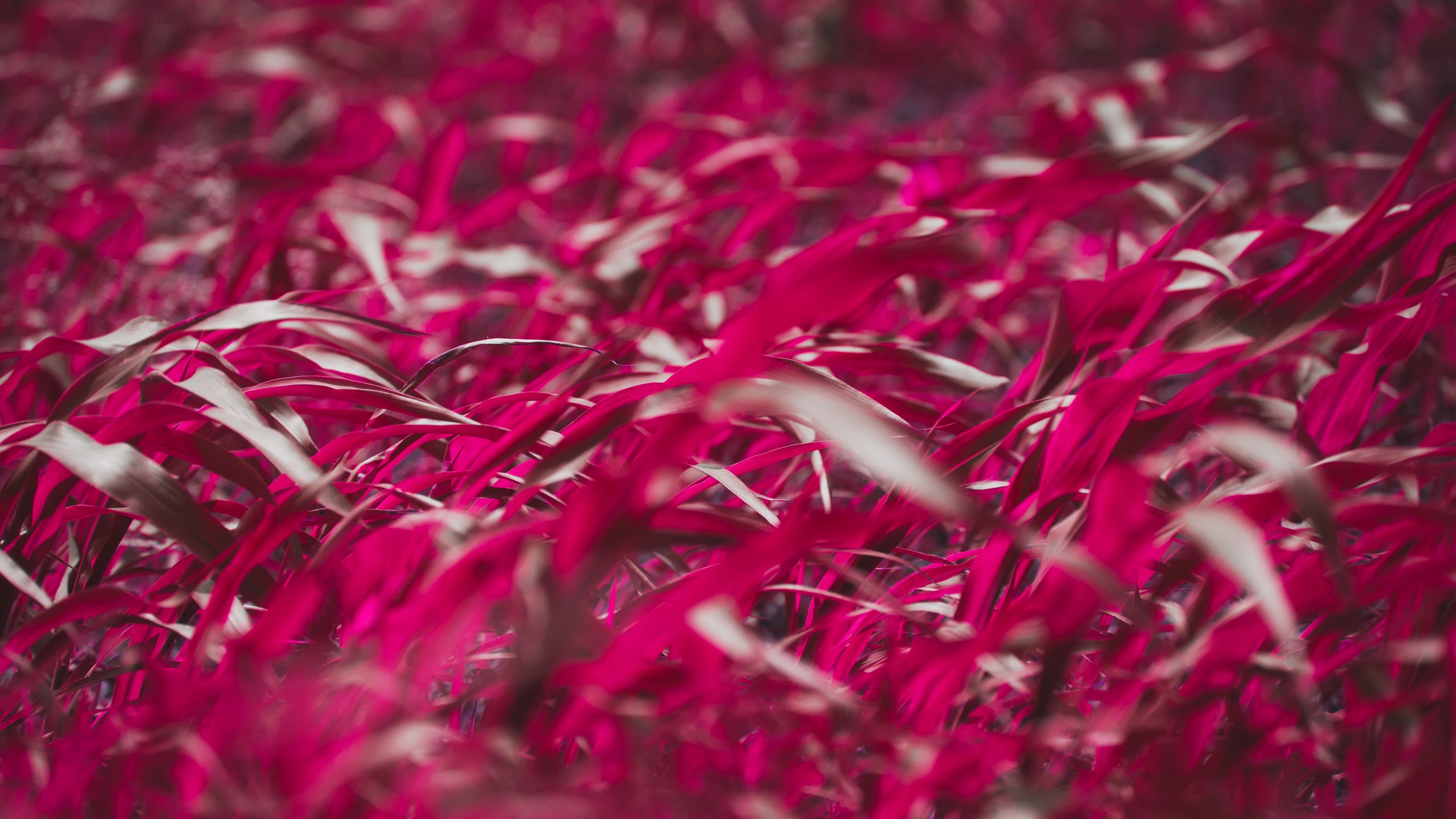 grass, leaves, pink, plant, macro, 4k, HD Wallpaper