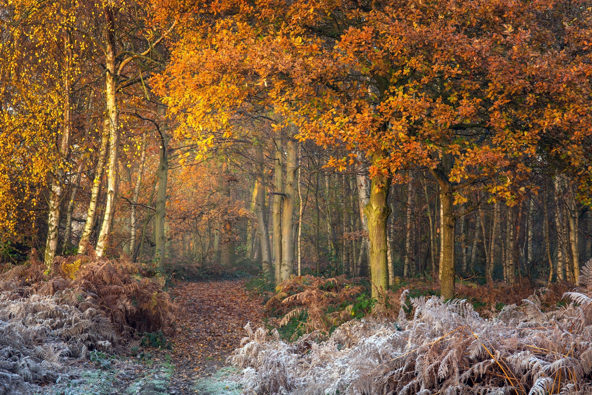 fall, nature, trees, HD Wallpaper