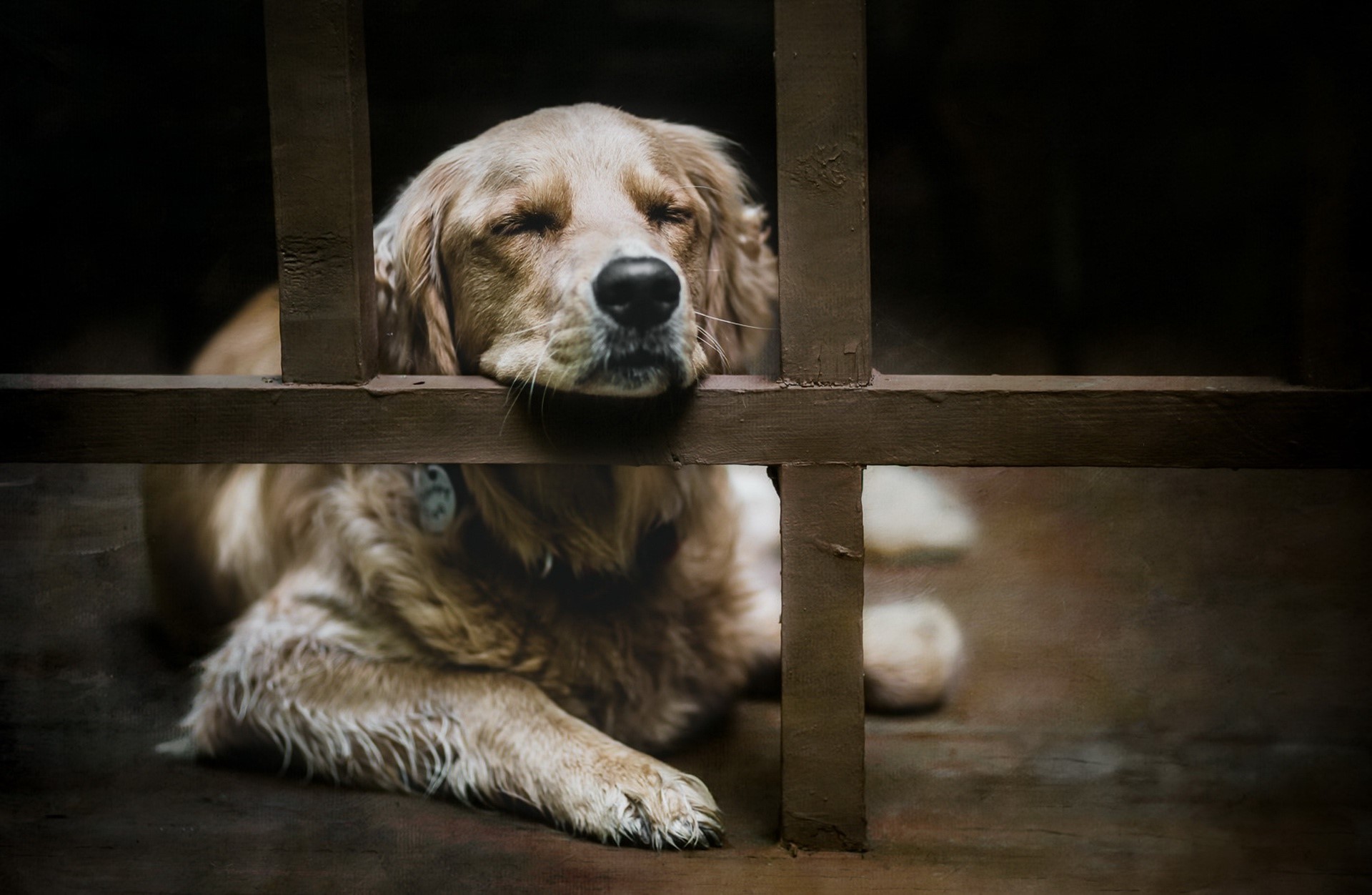 dog, animals, mammals, HD Wallpaper