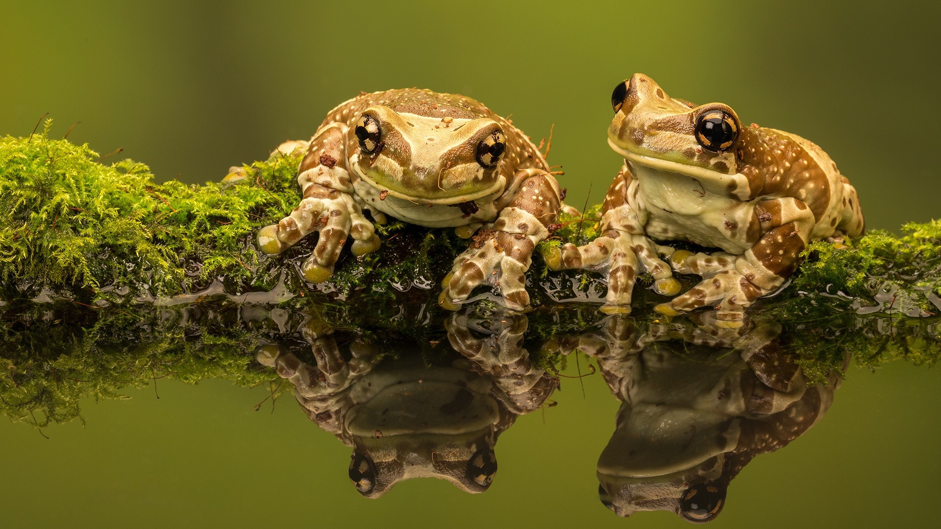 frog, amphibian, couple, macro, depth of field, clear water, Amazon Milk Frog, HD Wallpaper