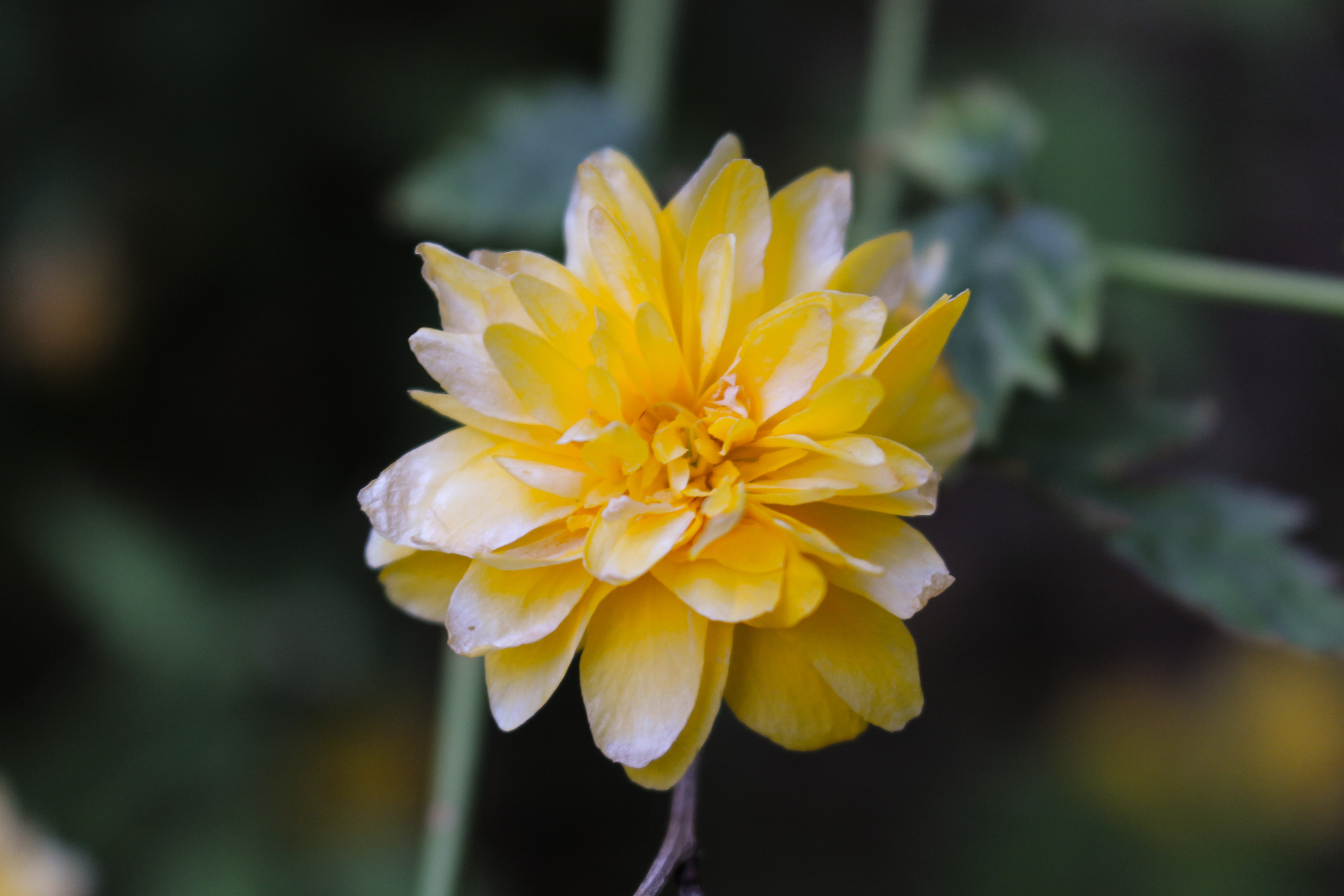 nature, flowers, plants, yellow flowers, HD Wallpaper