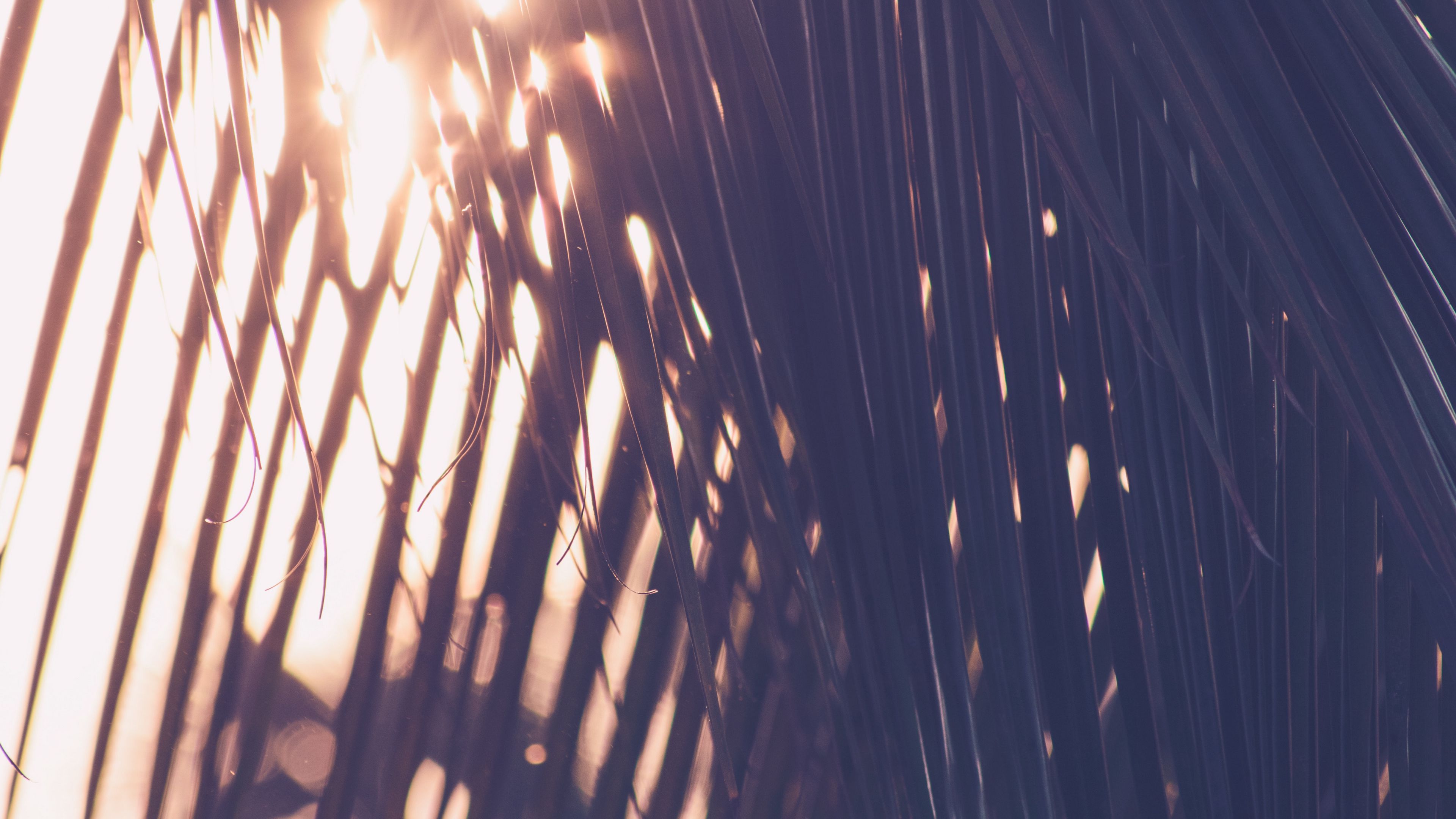 palm, leaves, sunlight, blur, 4k, HD Wallpaper