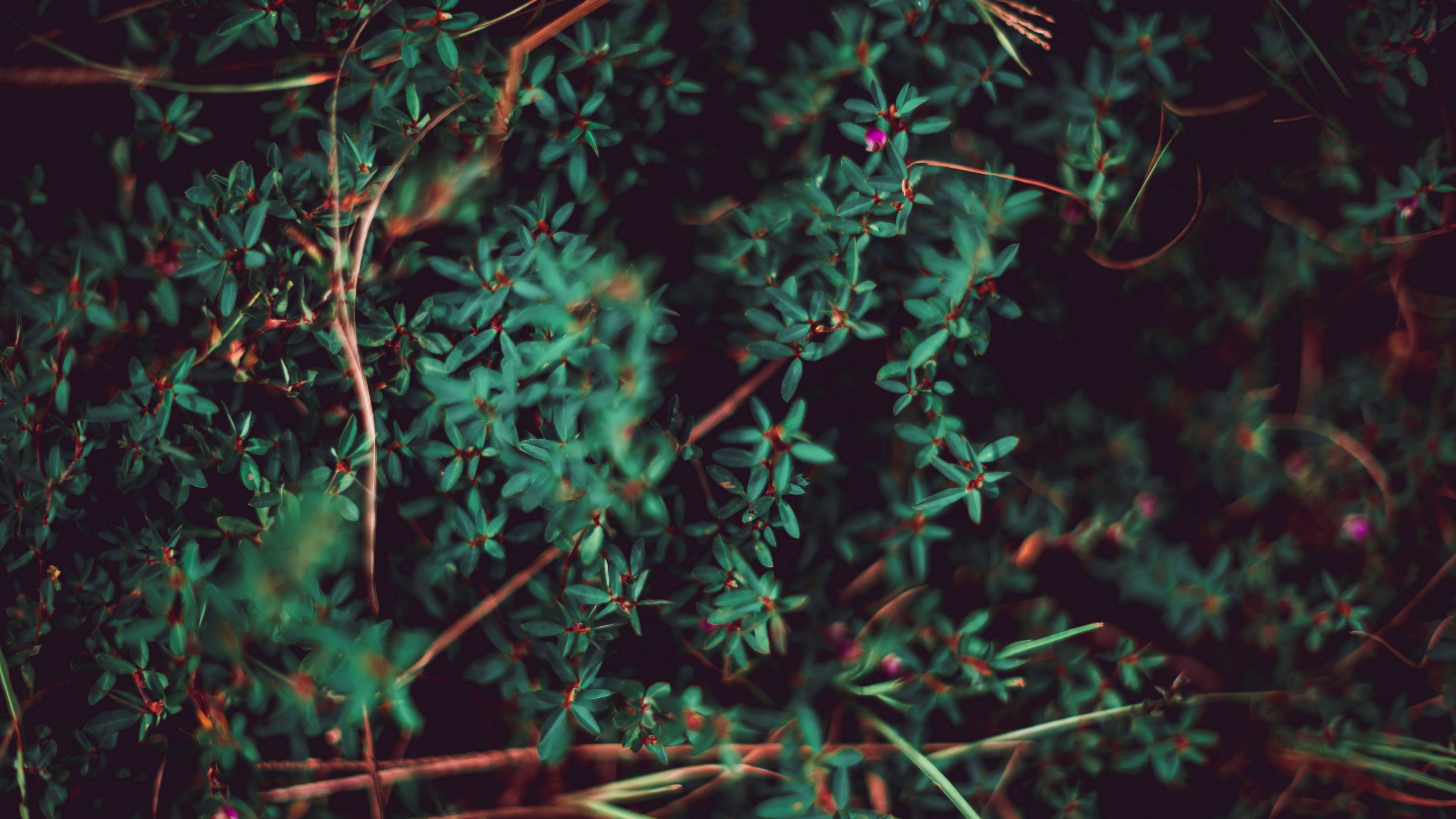 grass, leaves, macro, plant, blur, vegetation, 4k, HD Wallpaper