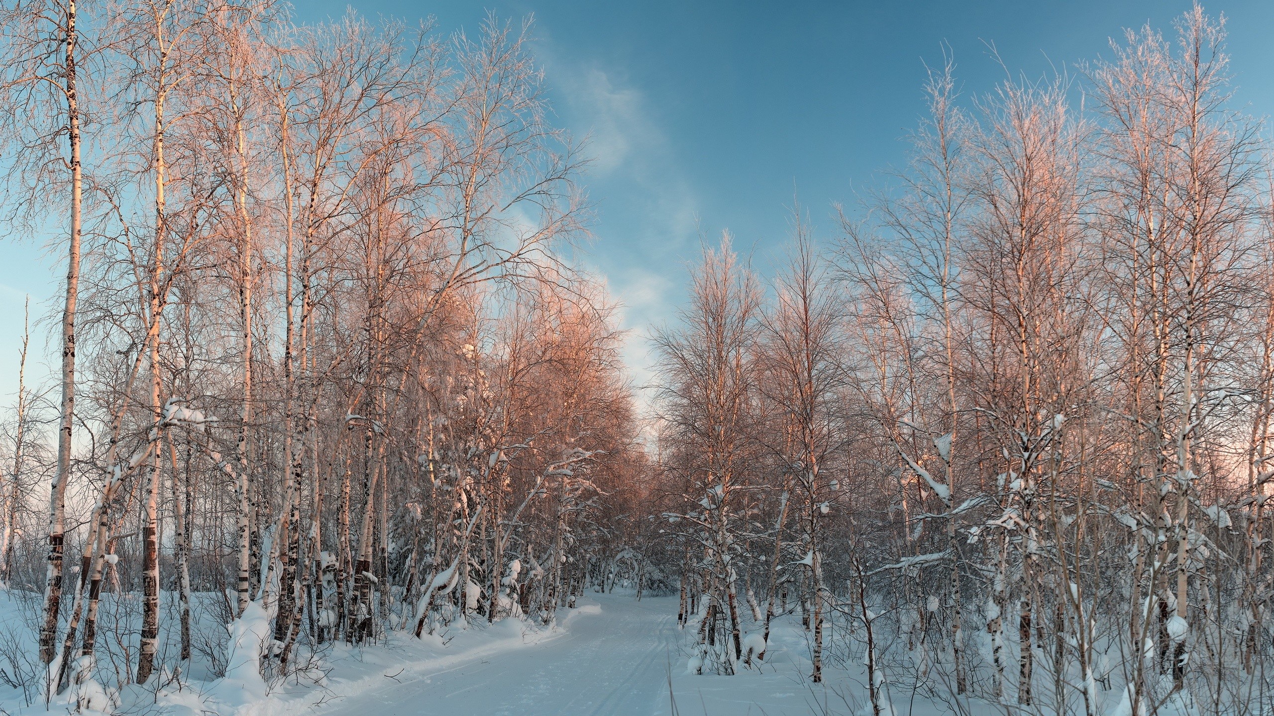 winter, forest, snow, sky, clouds, trees, nature, landscape, HD Wallpaper