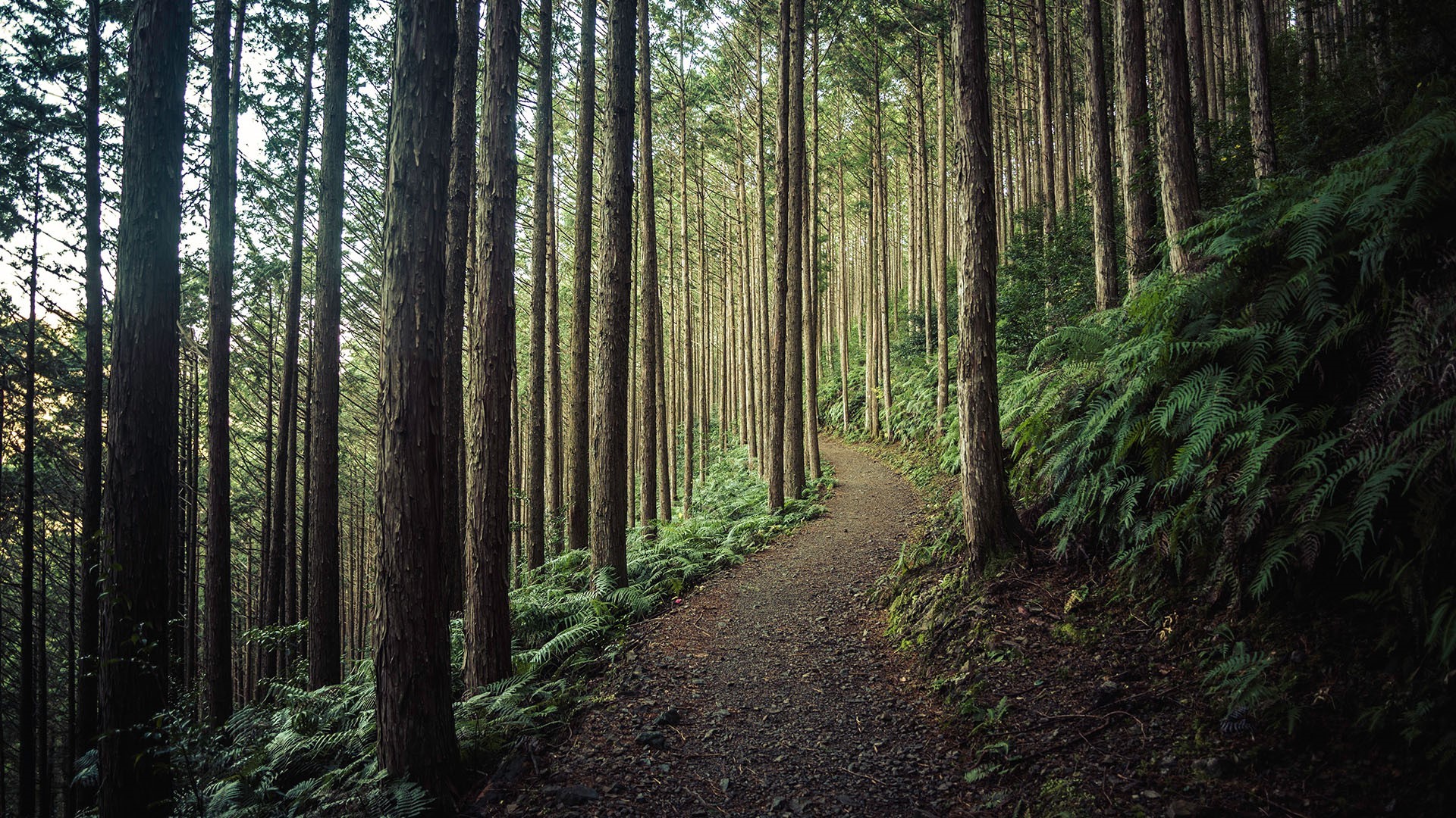 path, trees, rocks, plants, leaves, sunset, nature, forest, Japan, HD Wallpaper