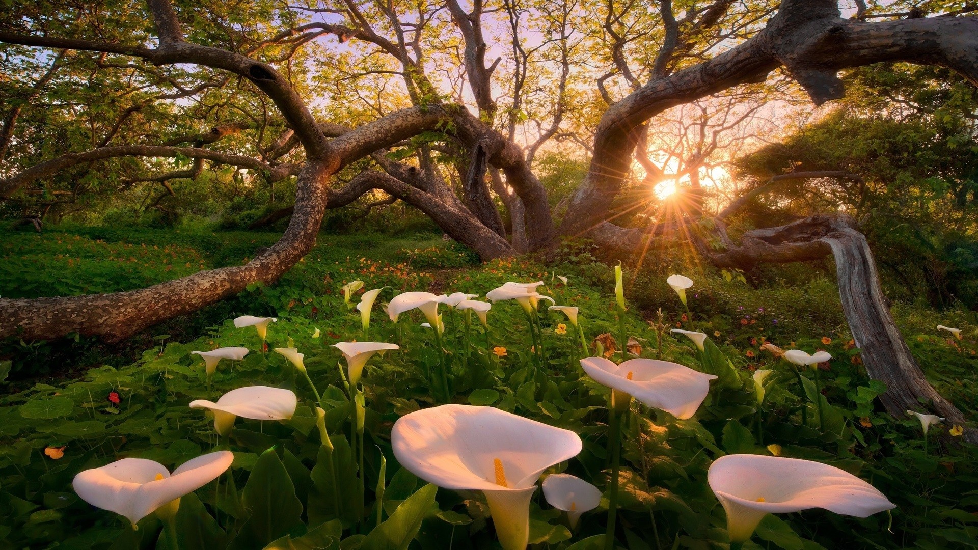 plants, trees, sunlight, nature, landscape, flowers, HD Wallpaper