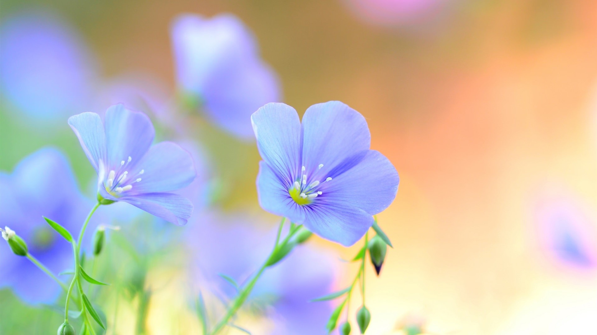 flowers, nature, blurred, HD Wallpaper
