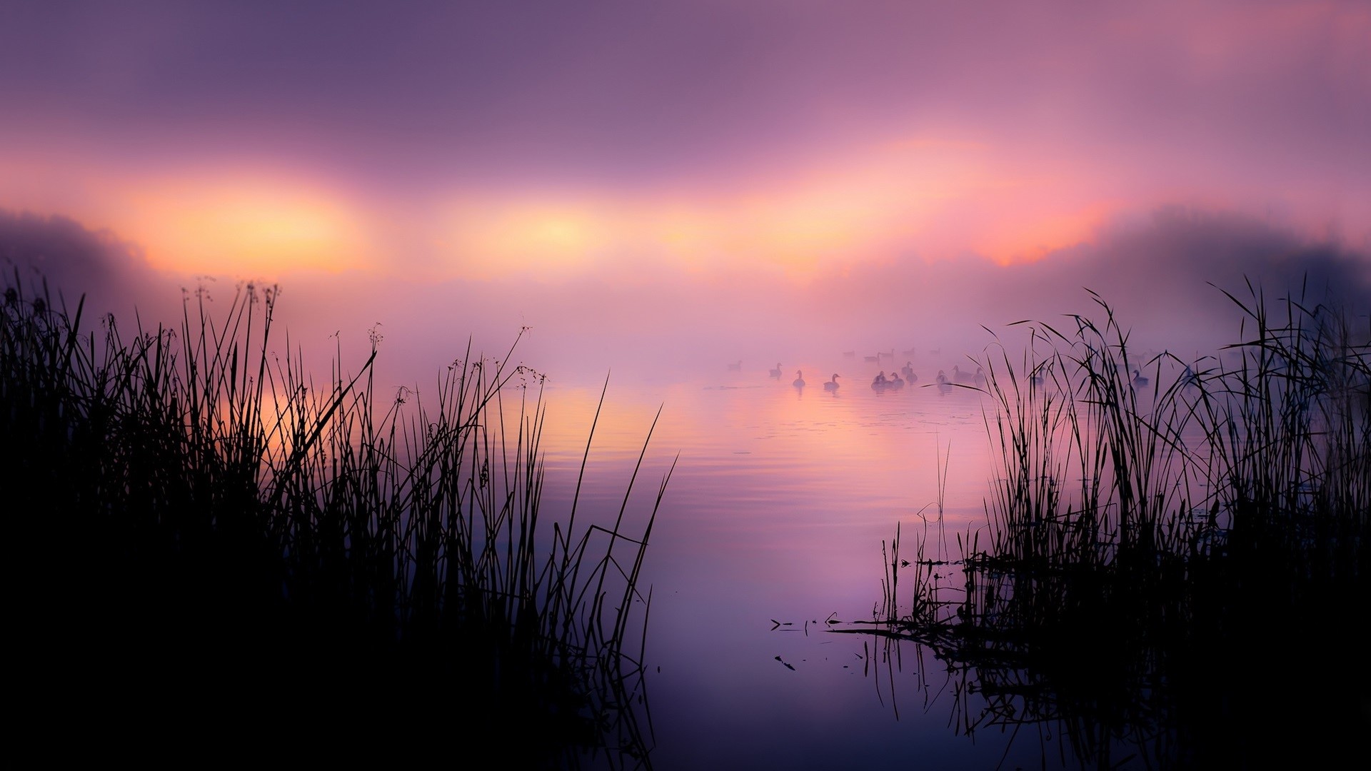 mist, duck, animals, clouds, lake, reeds, nature, HD Wallpaper