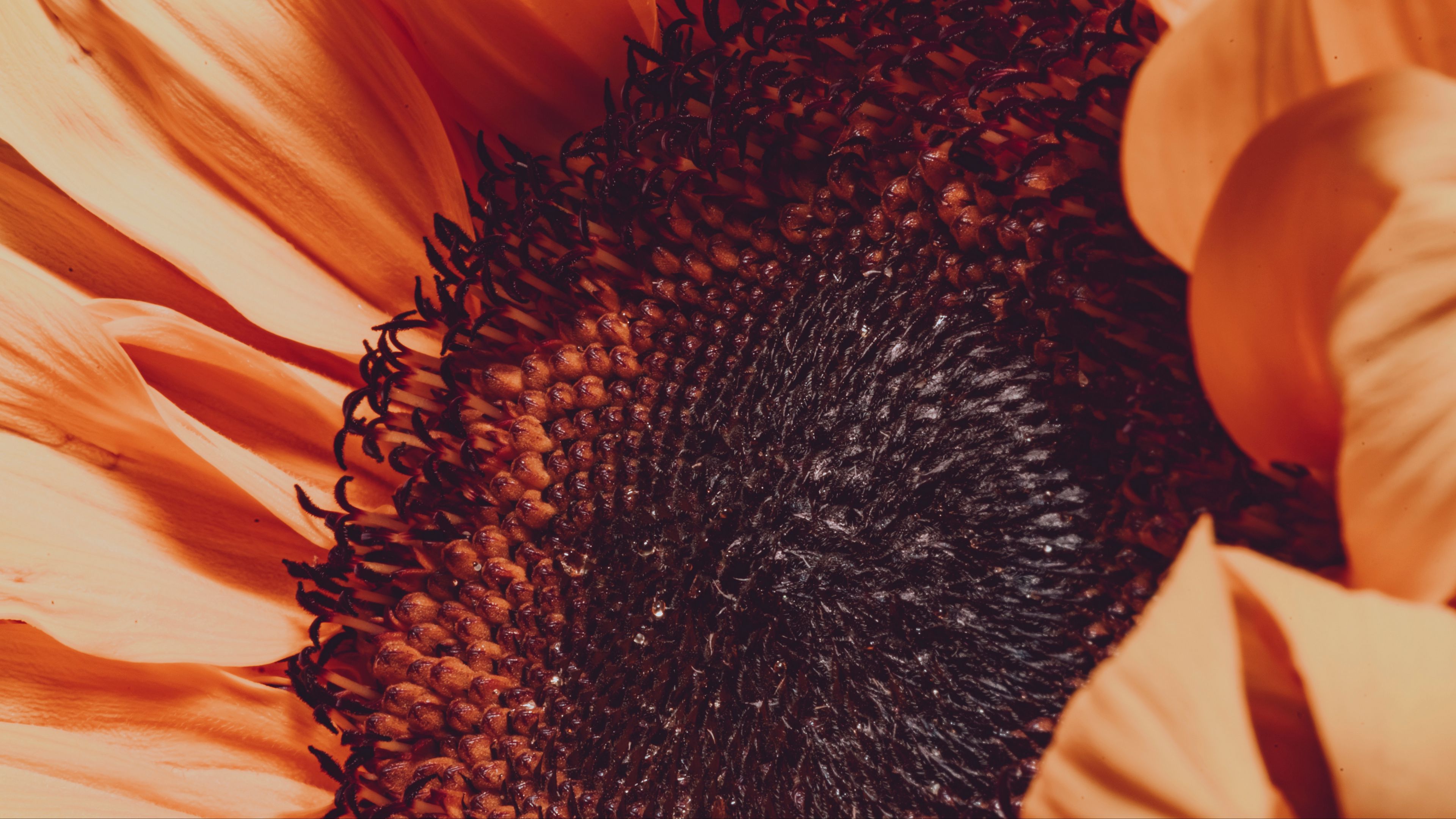 sunflower, flower, macro, blur, petals, 4k, HD Wallpaper
