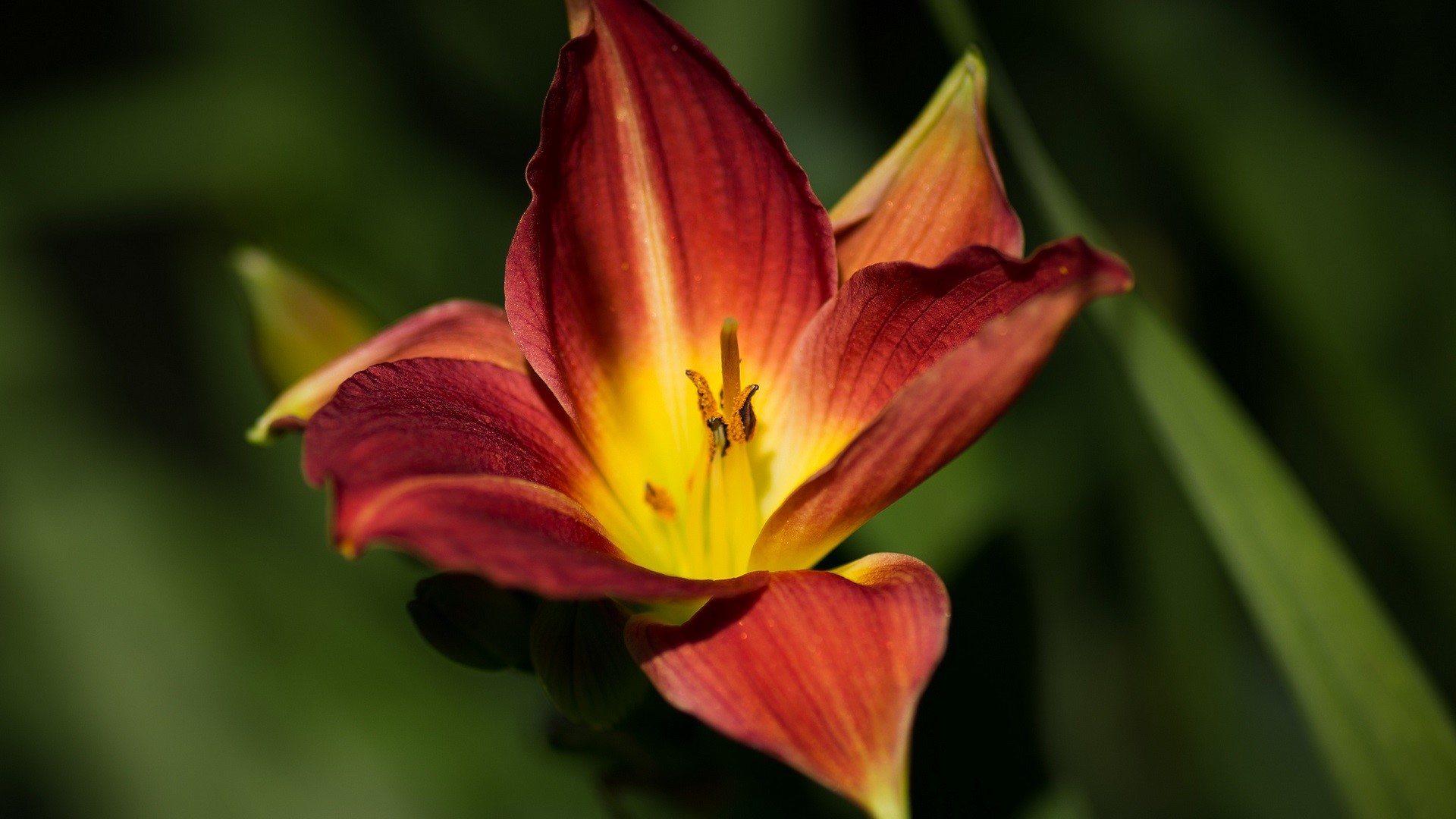 flowers, nature, plants, HD Wallpaper