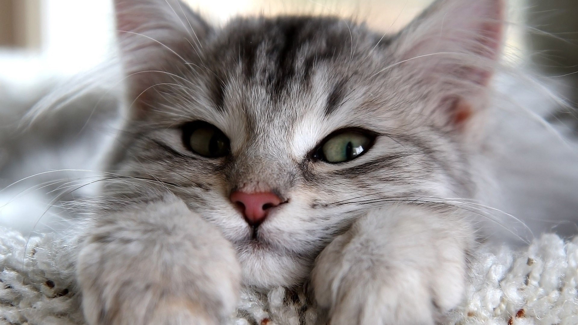 cats, animals, mammals, HD Wallpaper