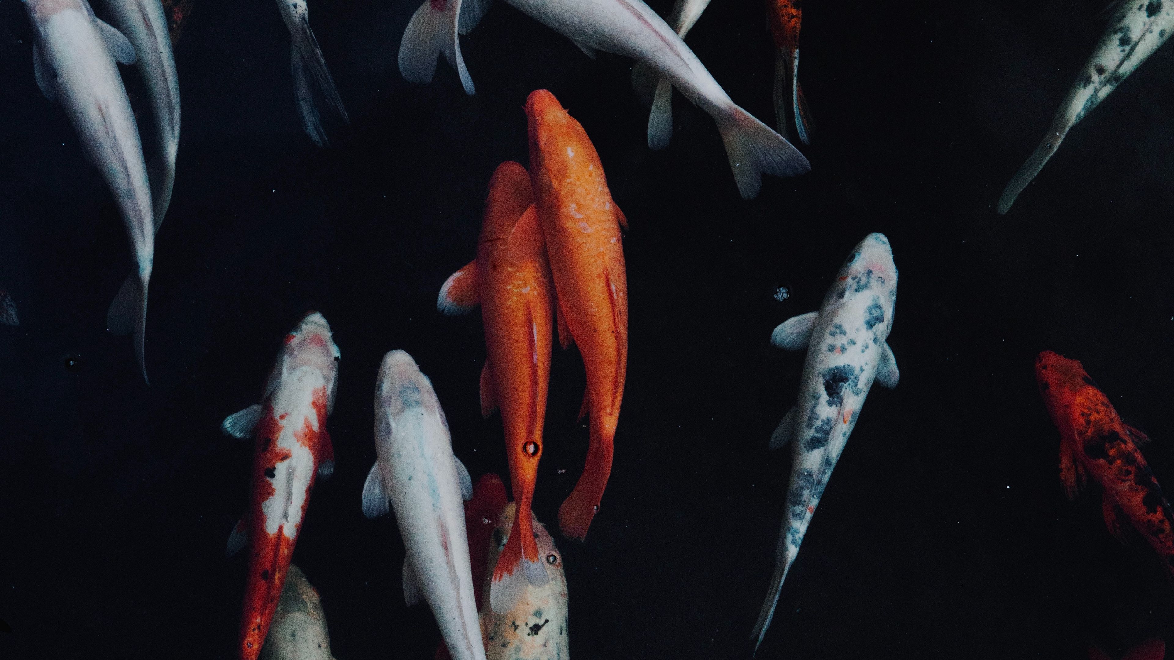 fish, swimming, underwater world, colorful, 4k, HD Wallpaper