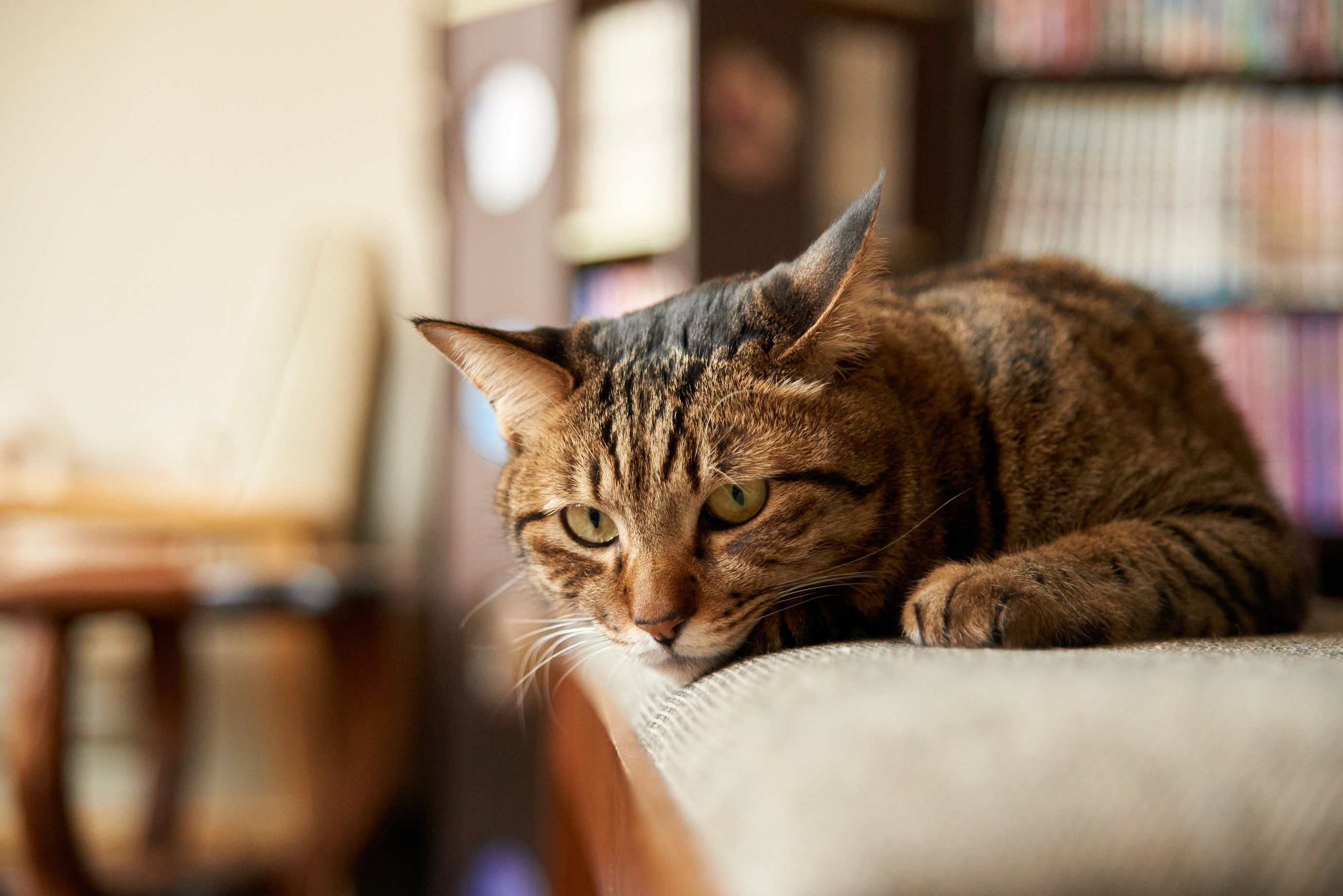 indoors, cats, animals, mammals, HD Wallpaper