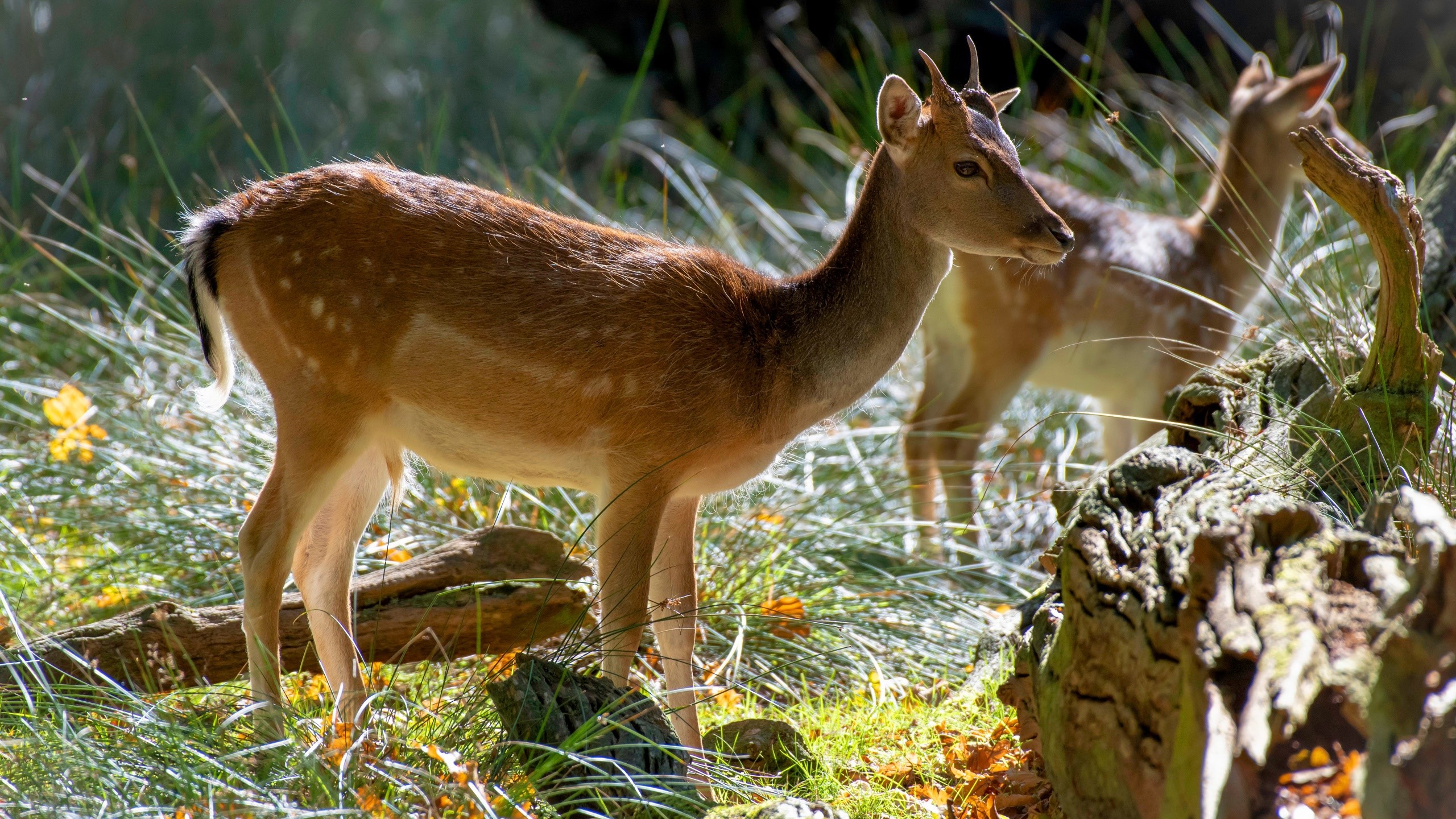 deer, animals, nature, mammals, HD Wallpaper