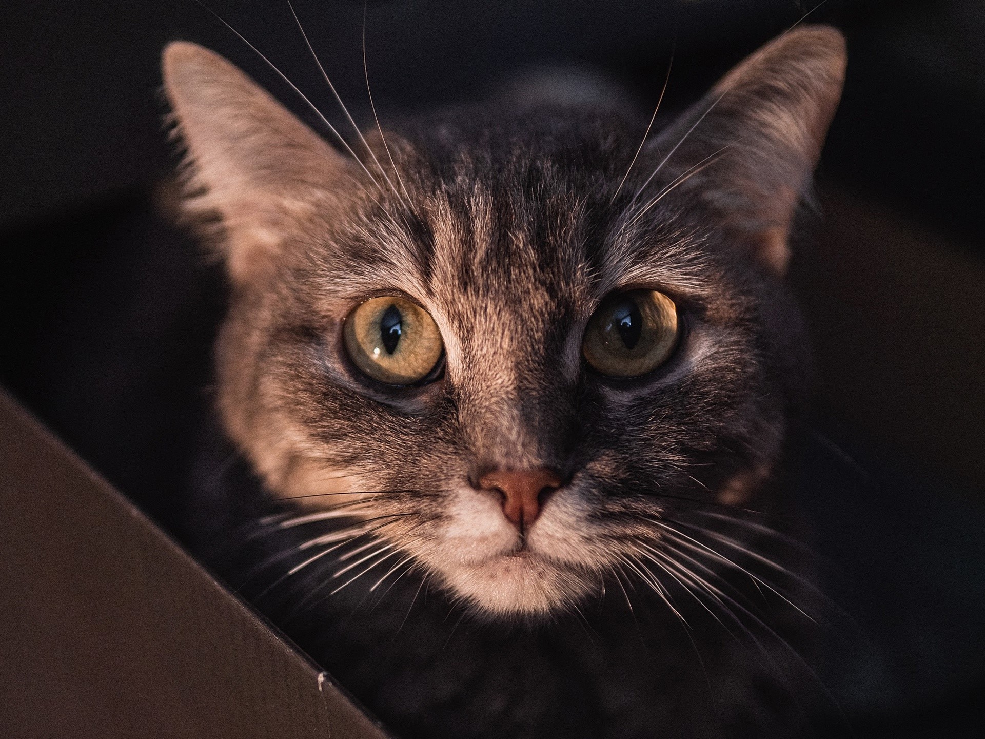 animal eyes, cats, animals, mammals, HD Wallpaper
