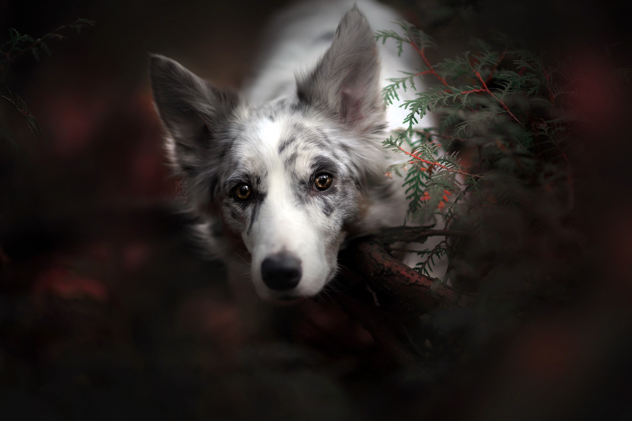 dog, animals, mammals, HD Wallpaper