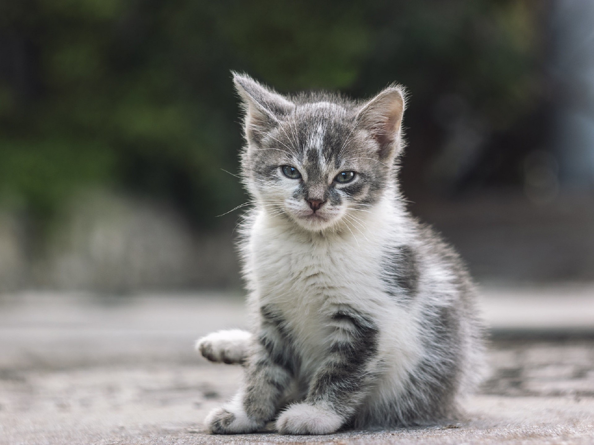 cats, animals, mammals, HD Wallpaper