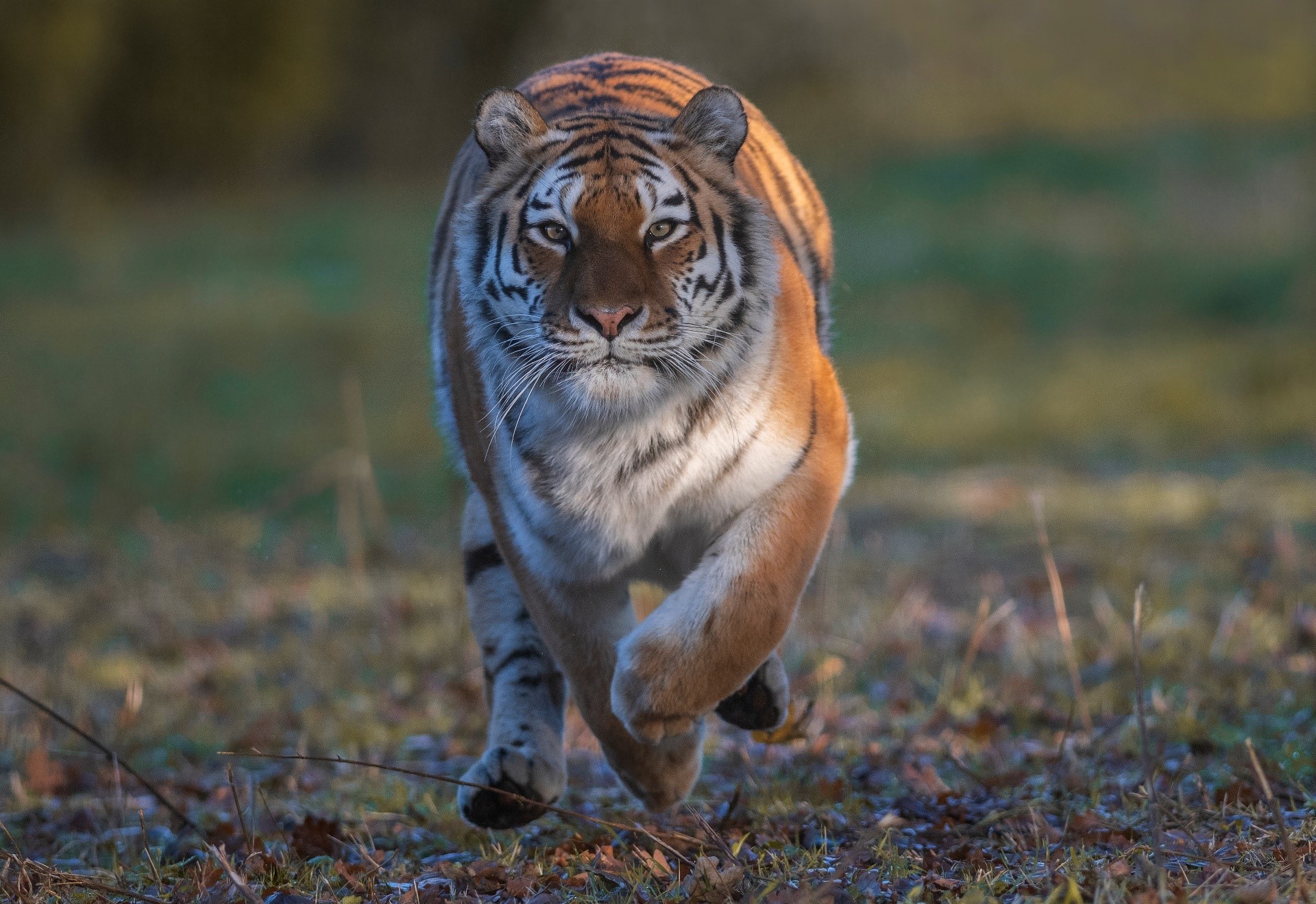 big cats, tiger, mammals, animals, HD Wallpaper